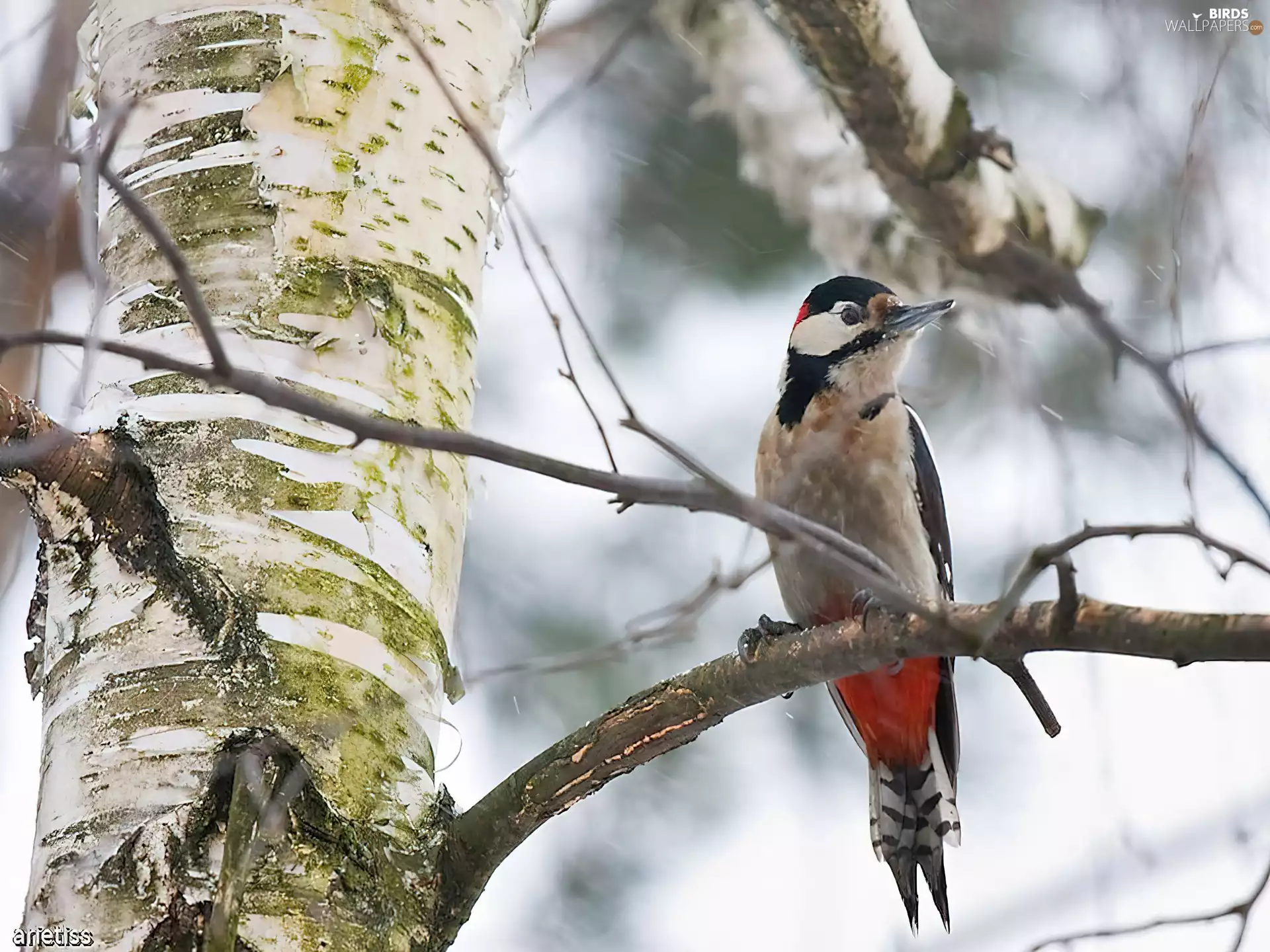 branch, woodpecker, birch-tree