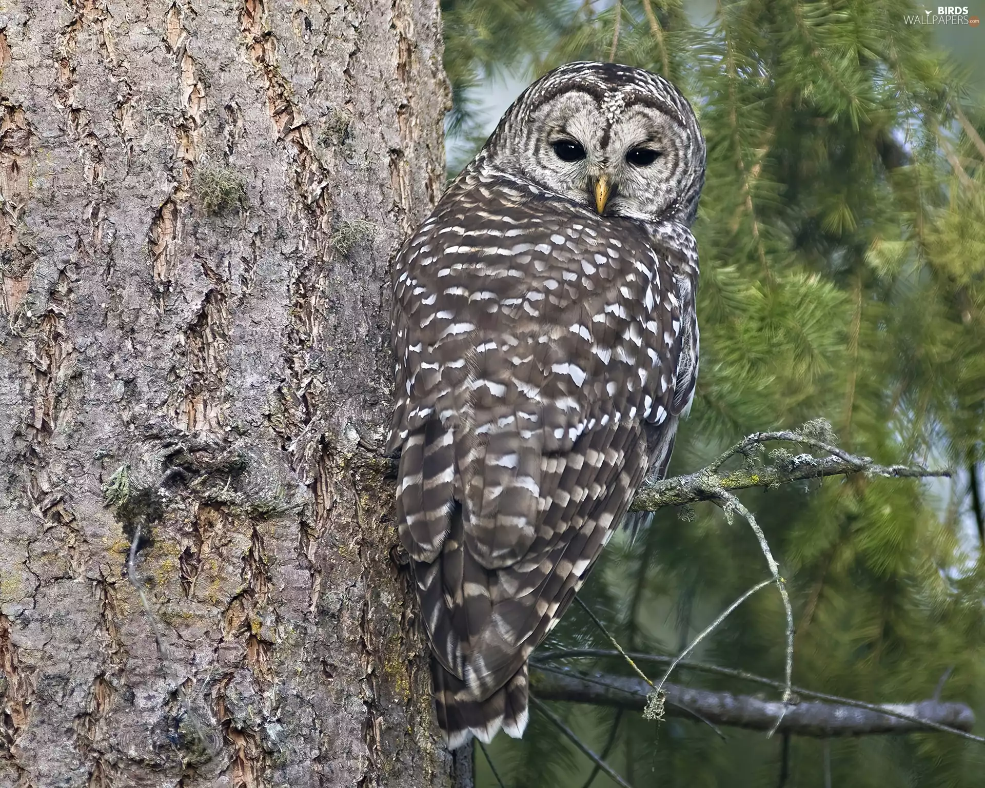 an, tree, owl, sitting, Gray
