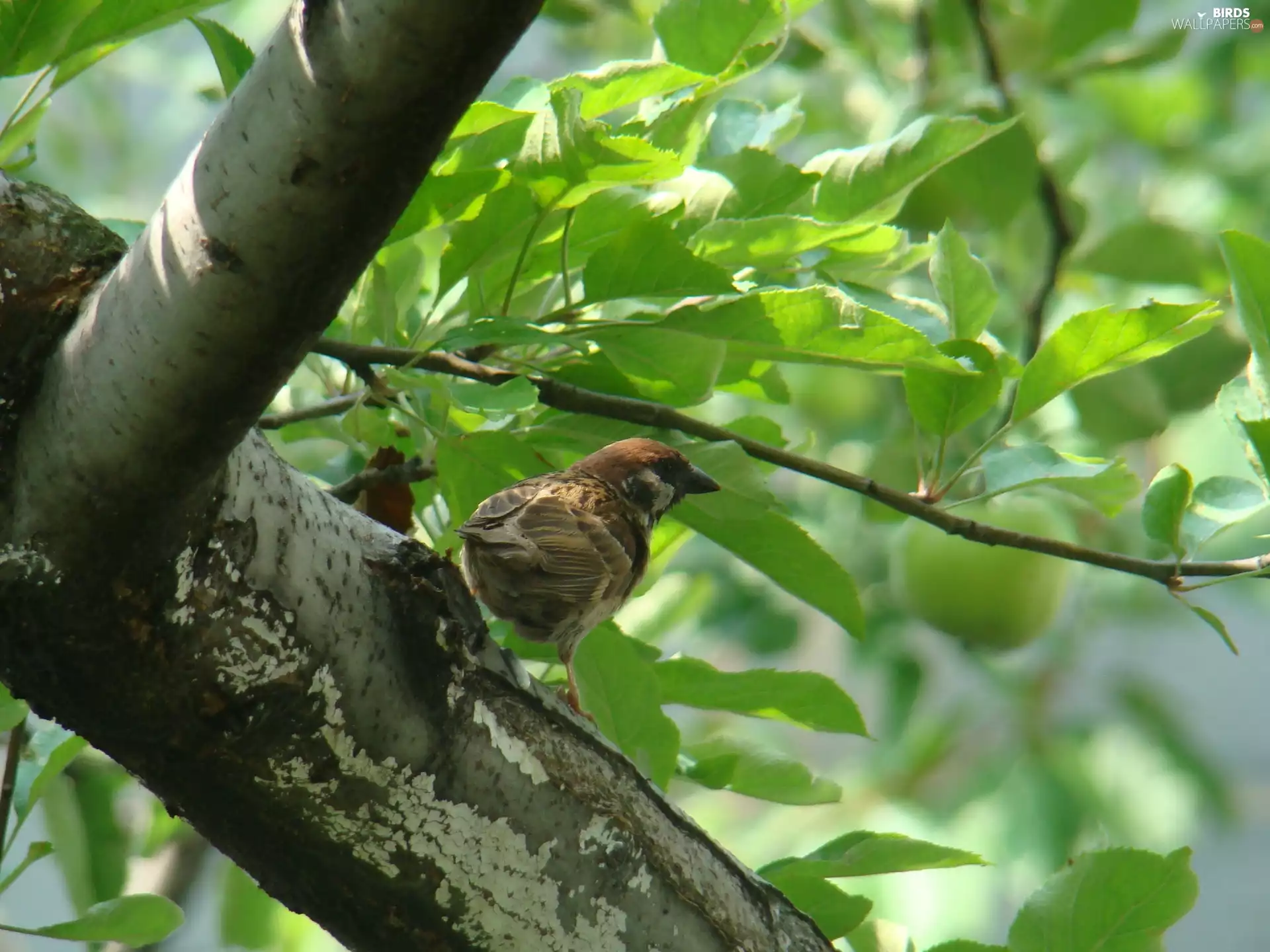 tree sparrow