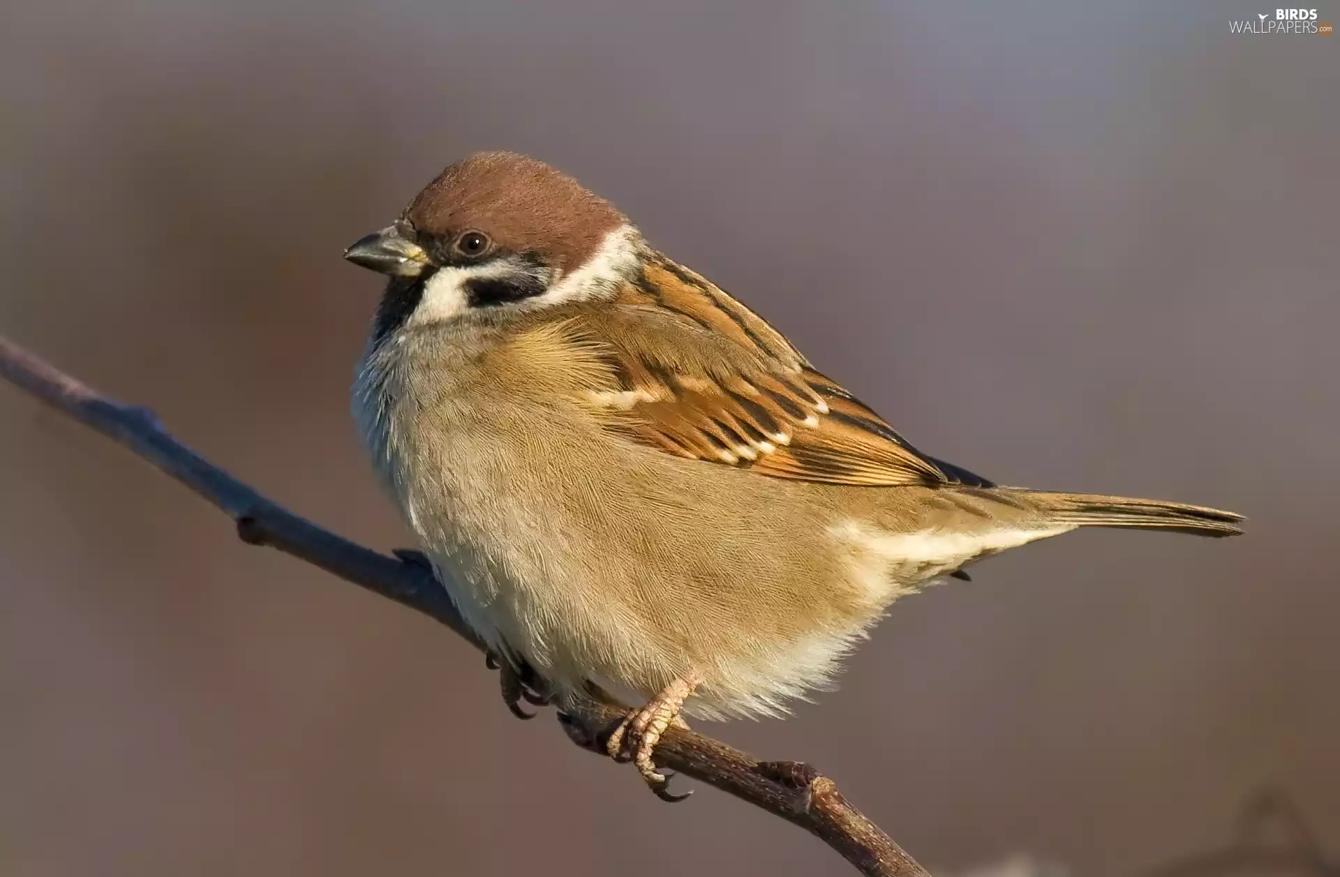 tree sparrow