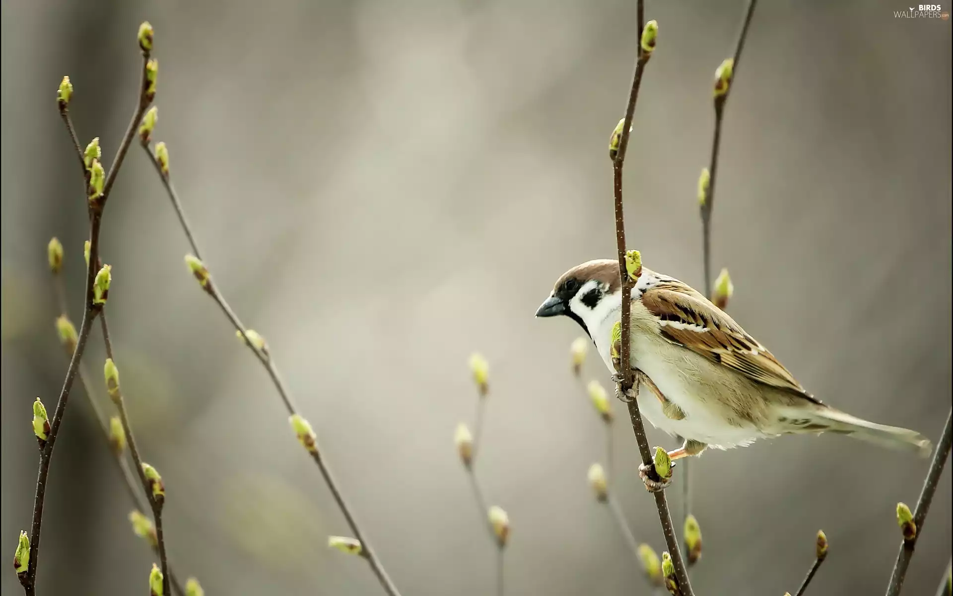 tree sparrow, Twigs