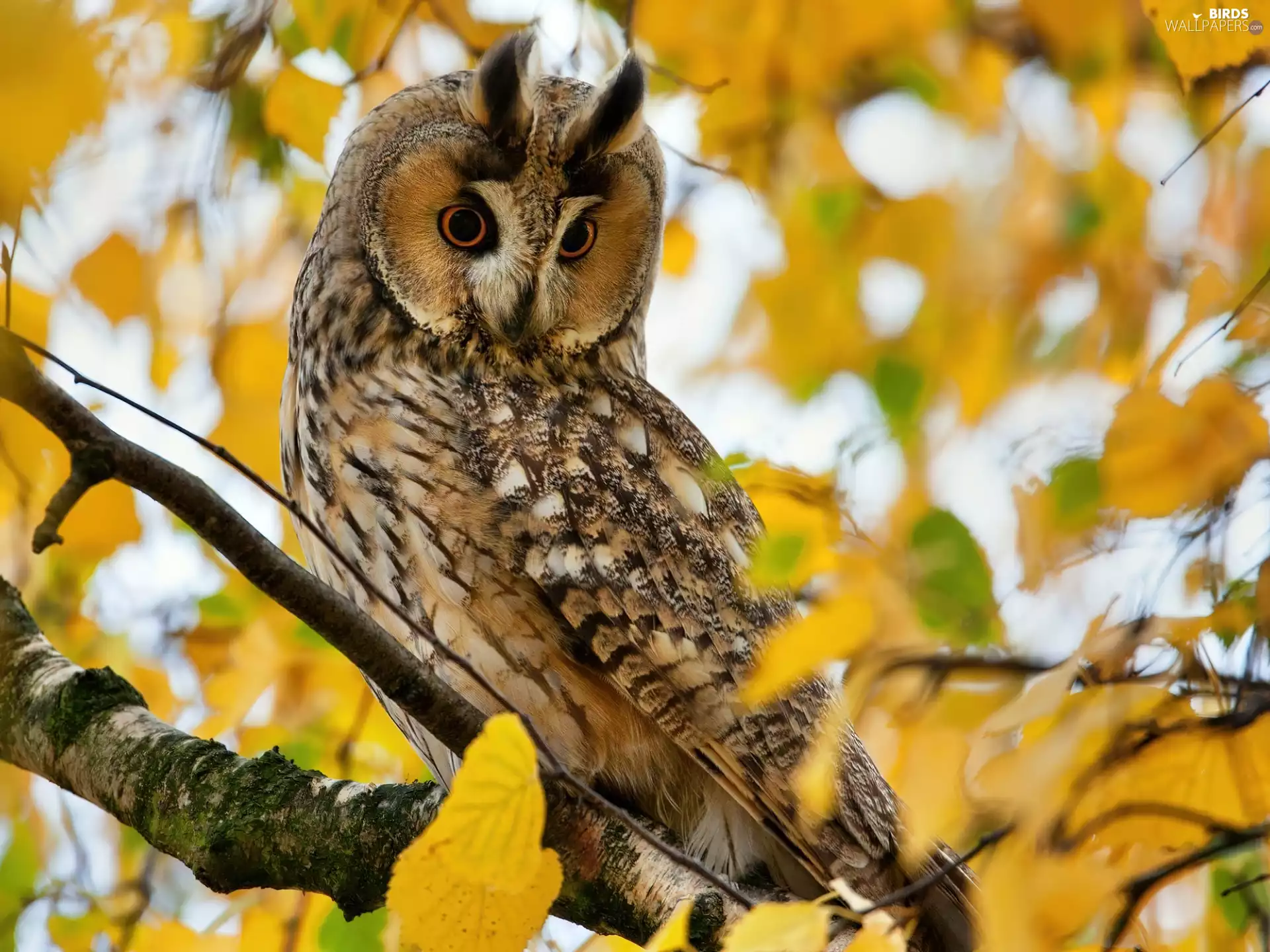 trees, owl, Autumn