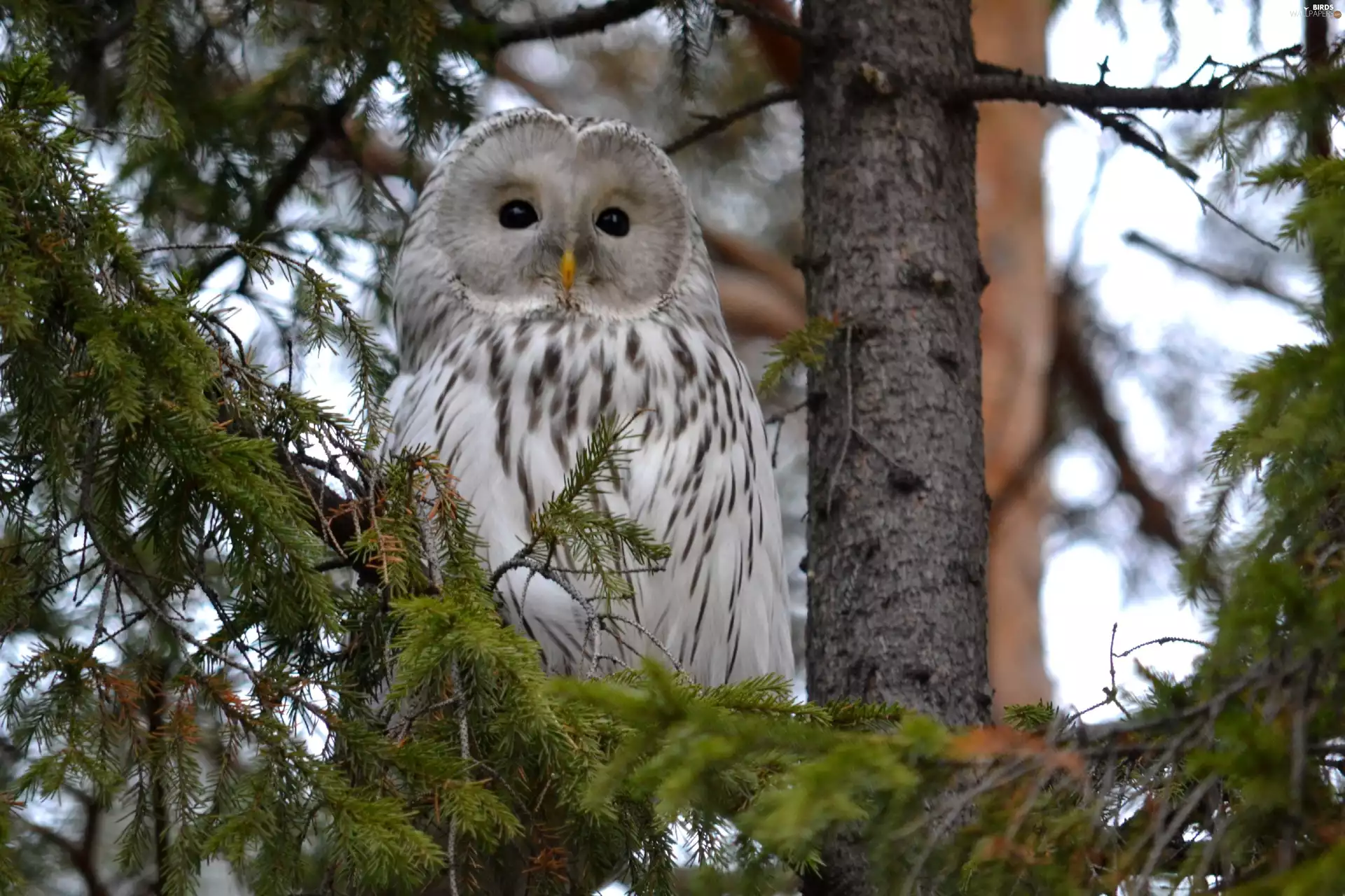 trees, owl, Barn