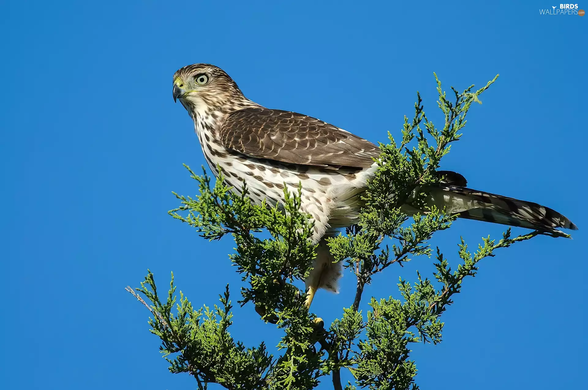 Bird, Blue, Sky, trees