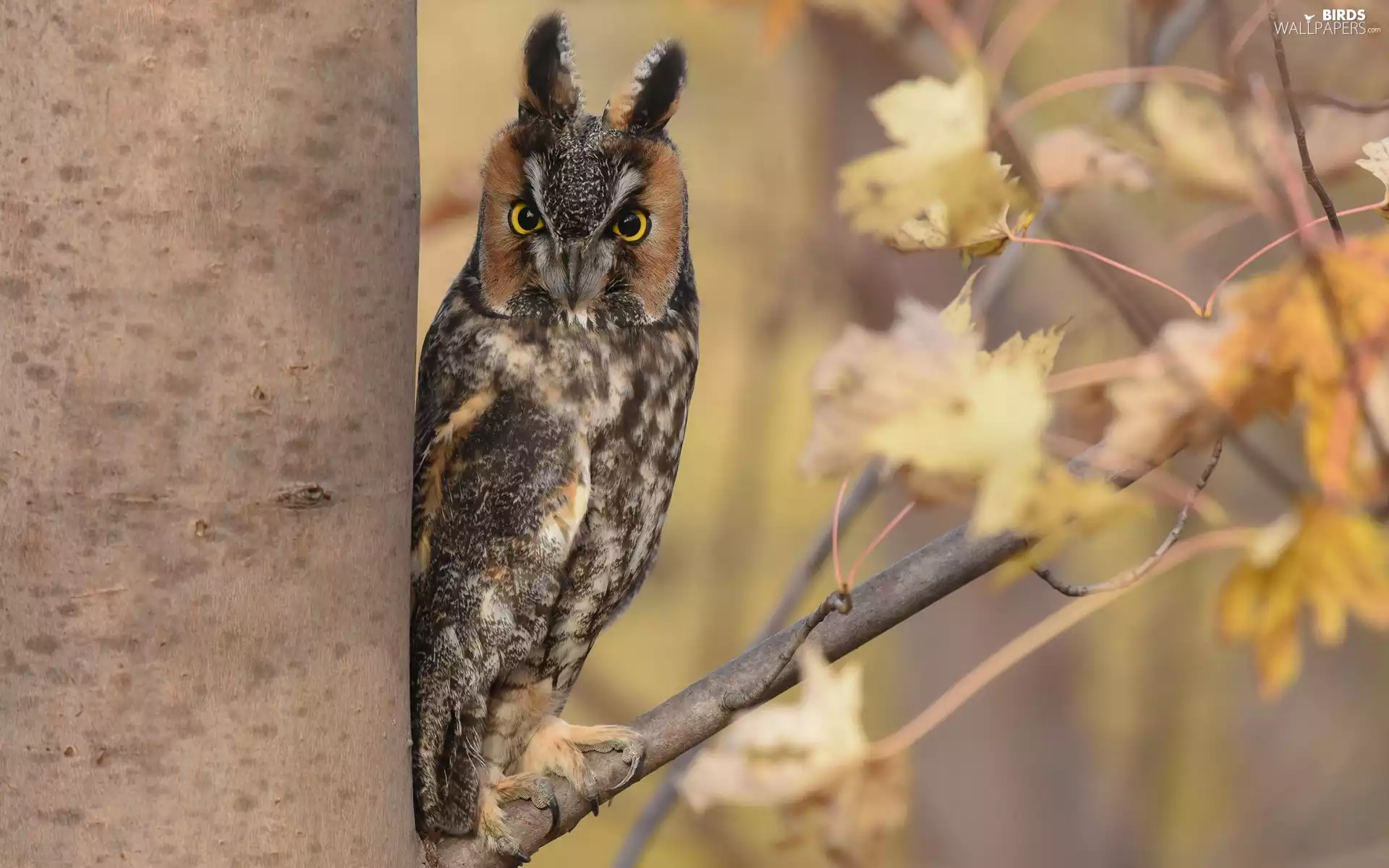 trees, Owl Ear, Leaf, Long-eared Owl, Bird, branch, autumn