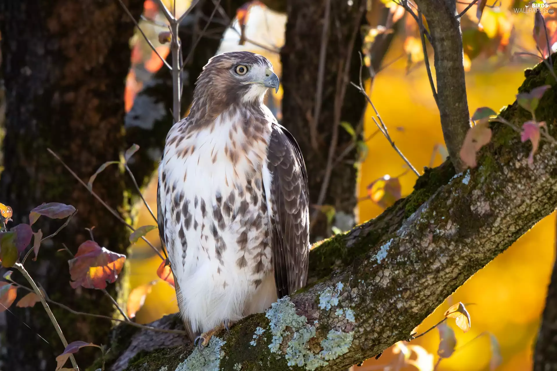 Bird, trees, branch, sparrow hawk