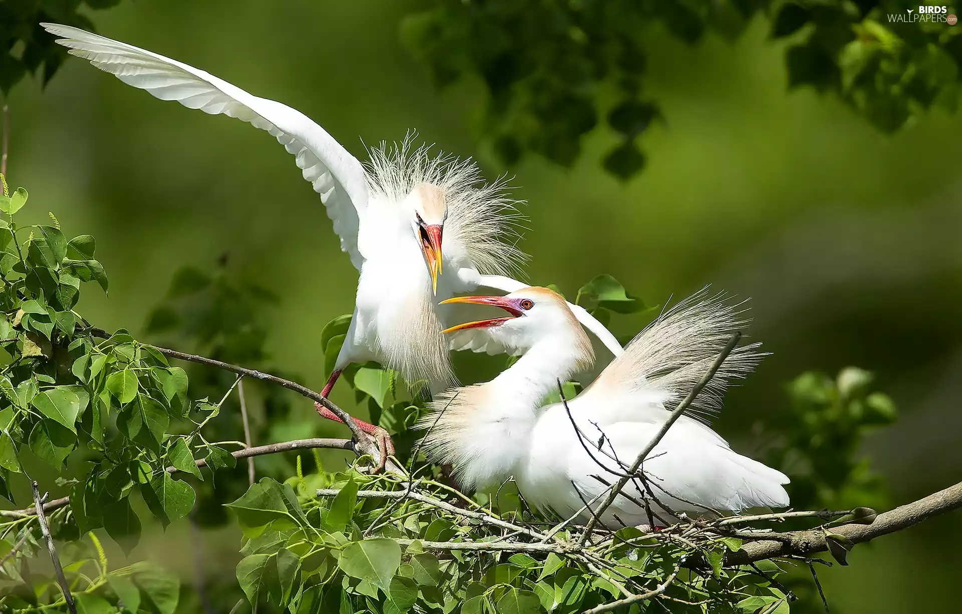 birds, trees, branch, White Herons