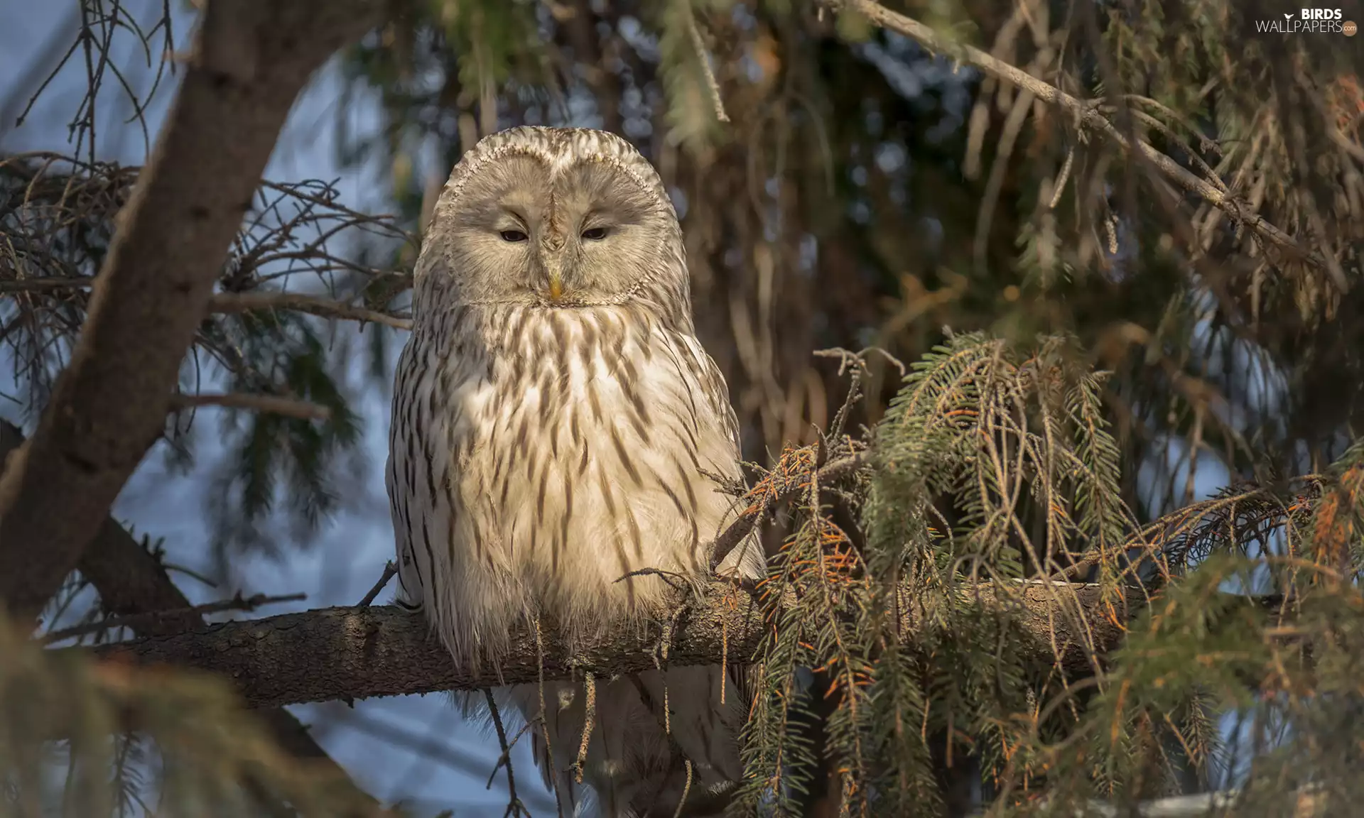 owl, trees, branch pics, Owl
