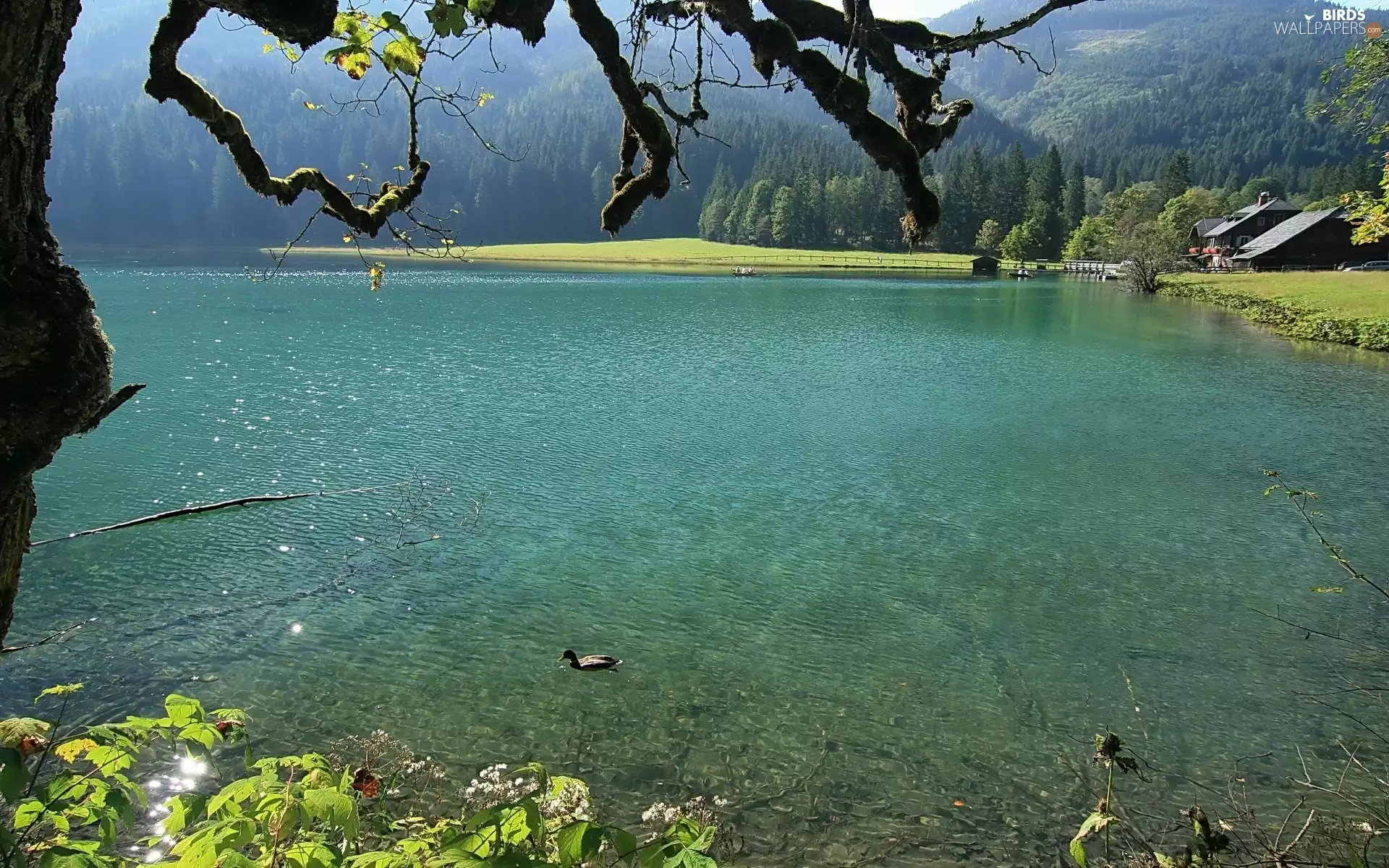viewes, duck, Mountains, trees, Pond - car