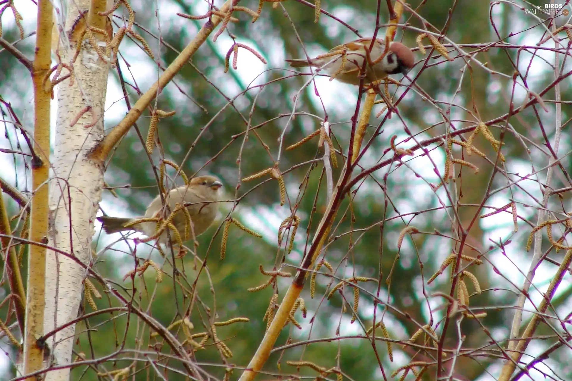 viewes, Twigs, Mazurkas, trees, Two cars