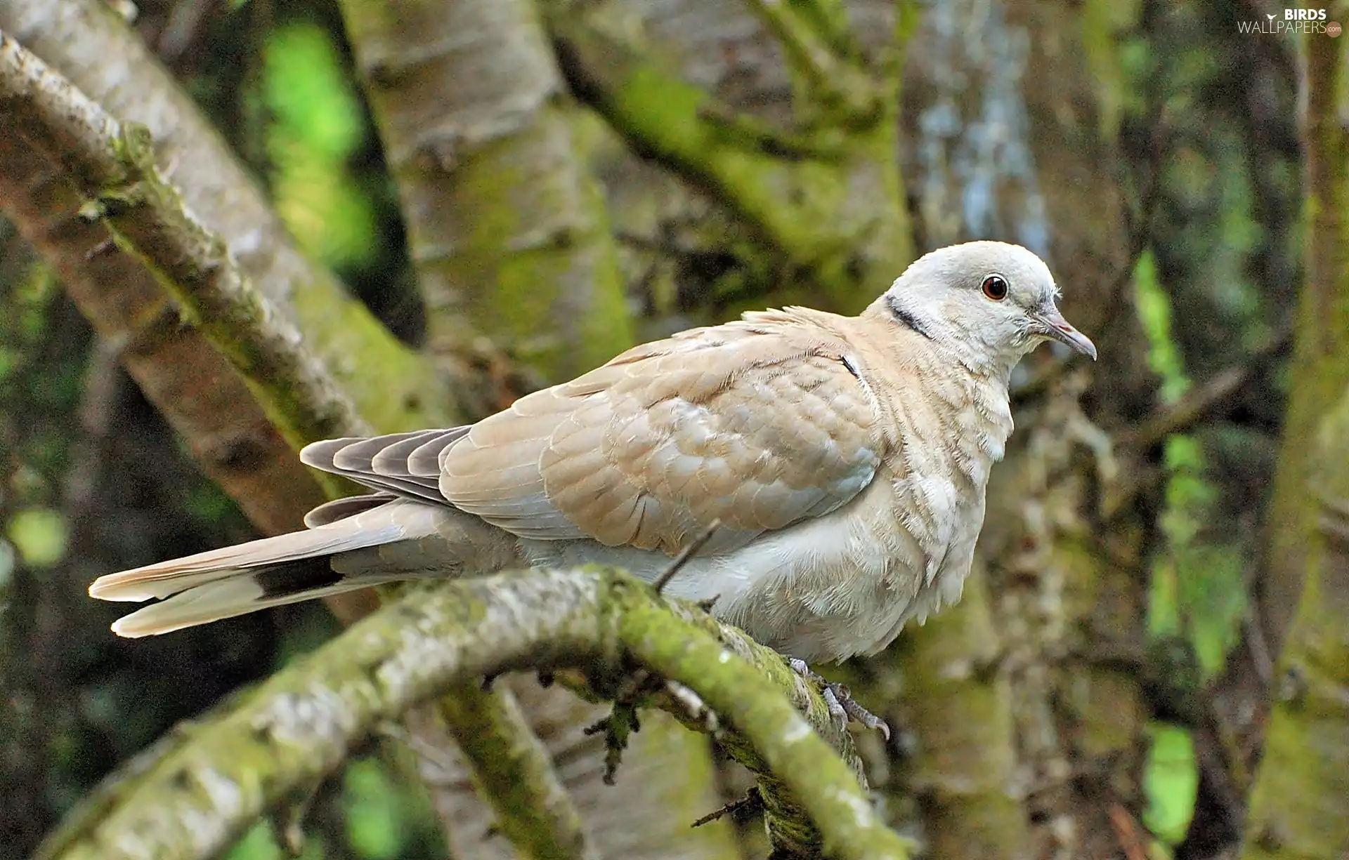 trees, Collared Dove
