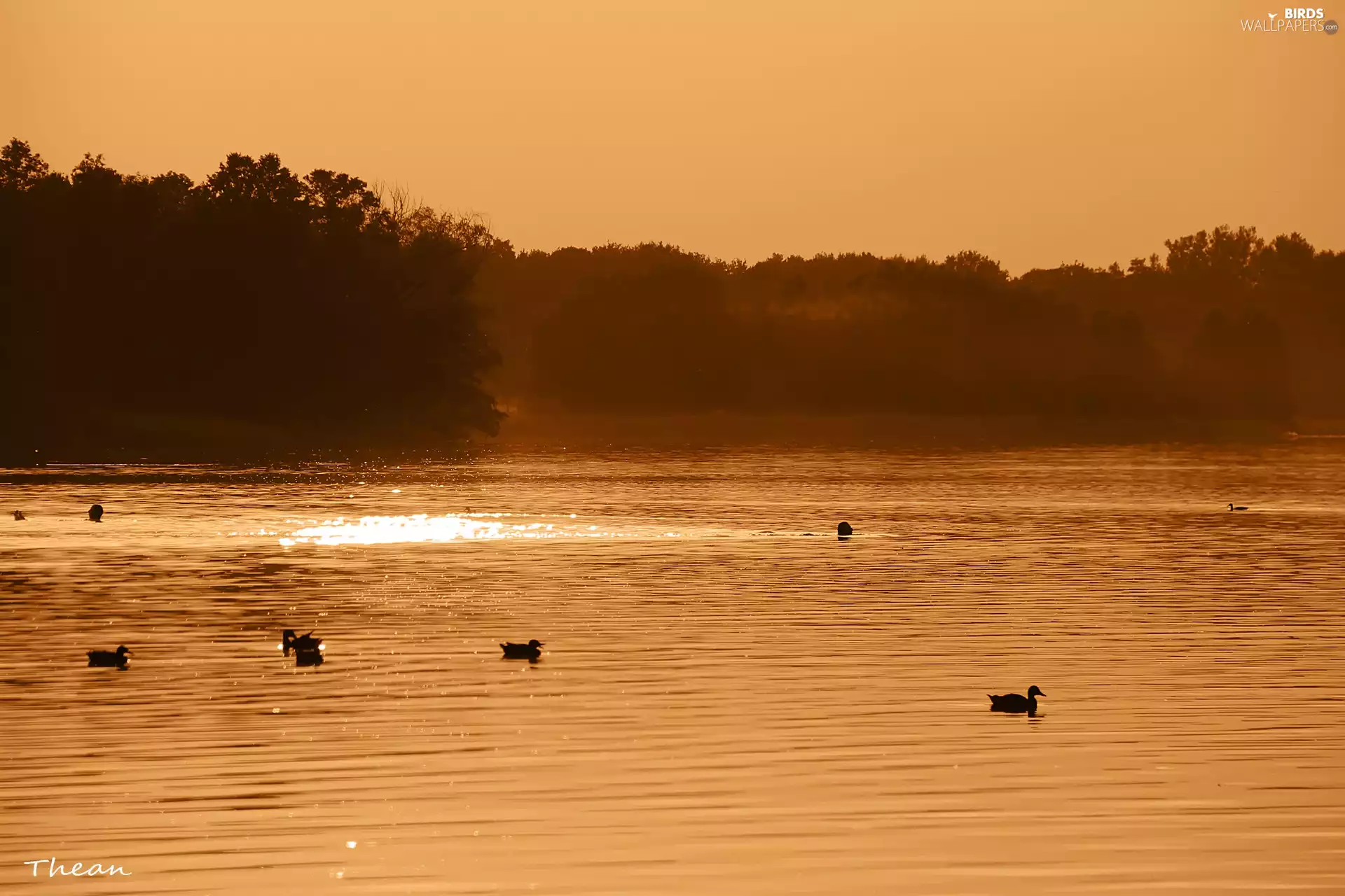 ducks, viewes, lake, trees