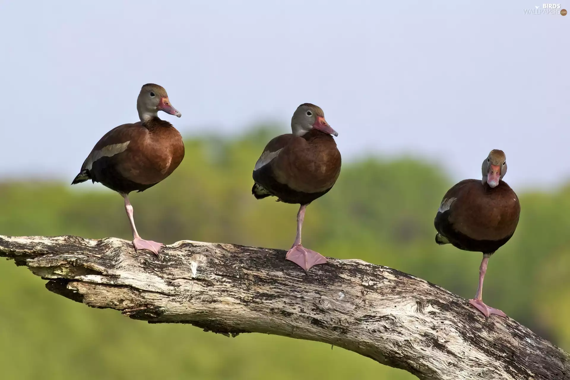 trees, Three, ducks