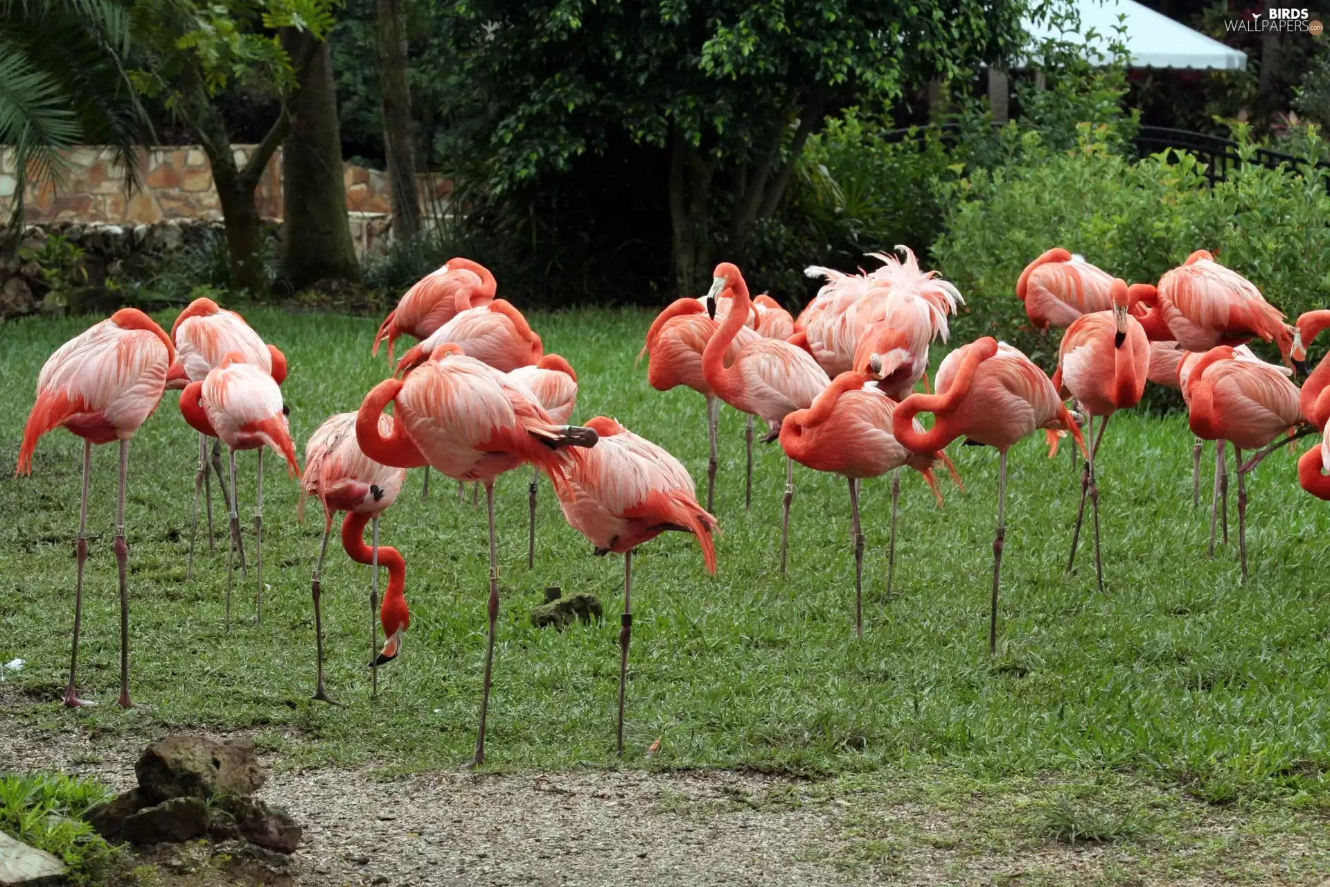 Flamingos, viewes, grass, trees