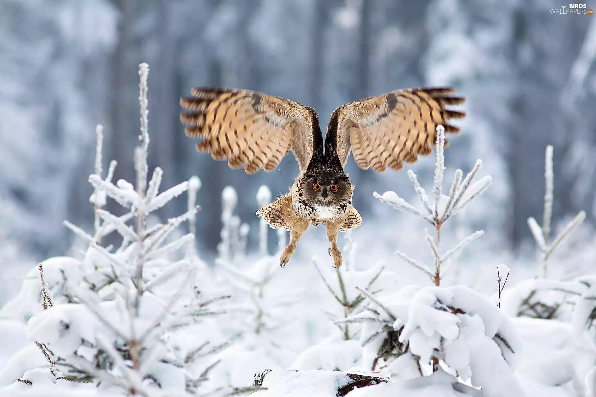 winter, The flying, trees, viewes, Snowy, owl