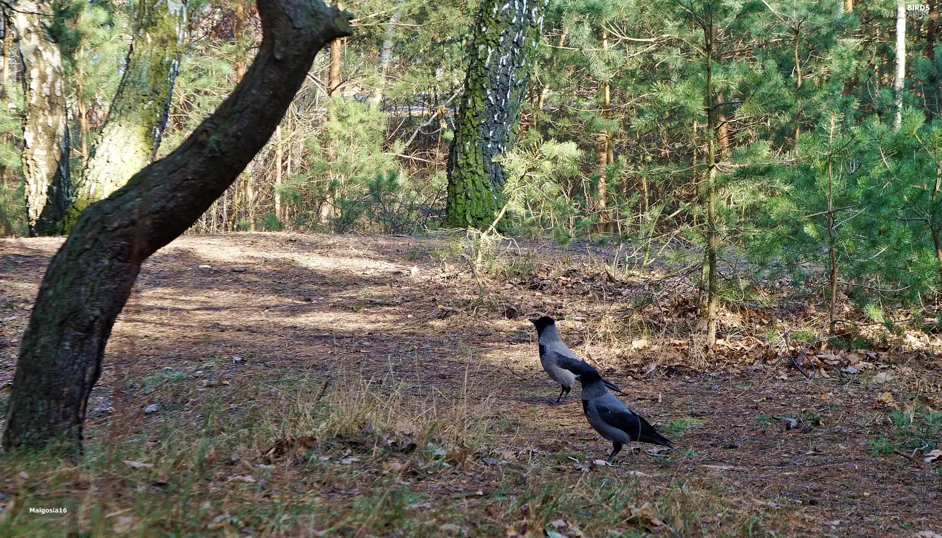 birds, Dun Crow, trees, viewes, forest