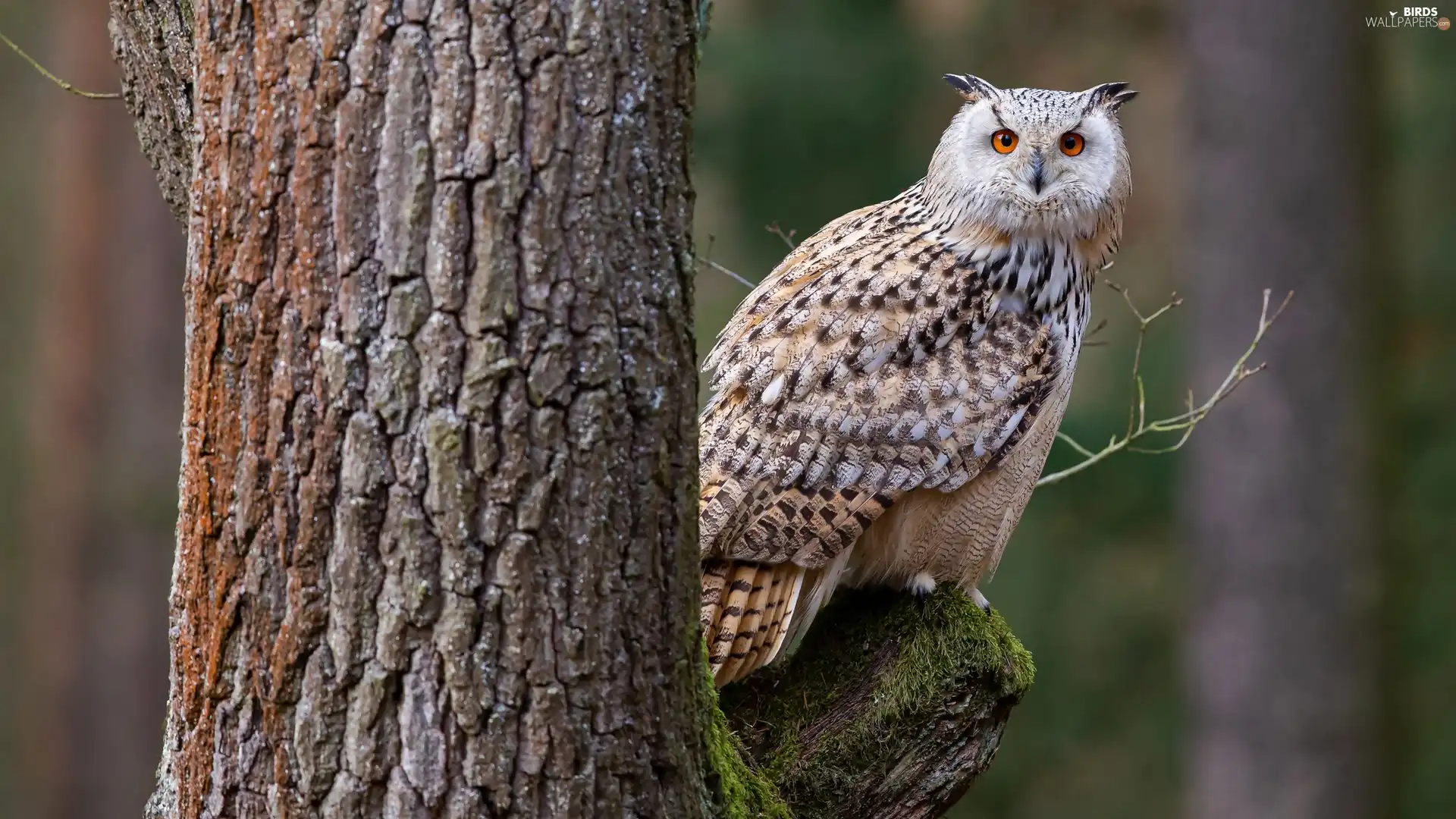 owl, trees, forest, eagle-owl