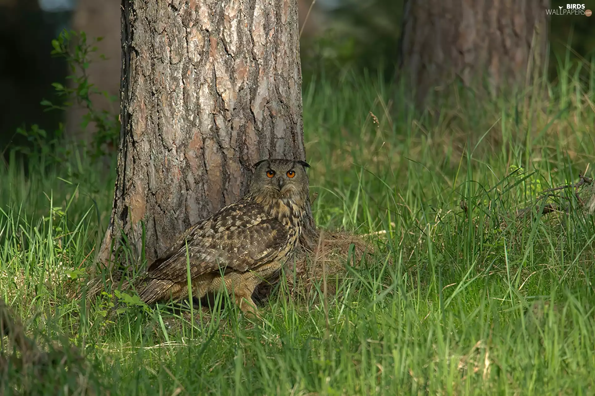 grass, eagle-owl, trees