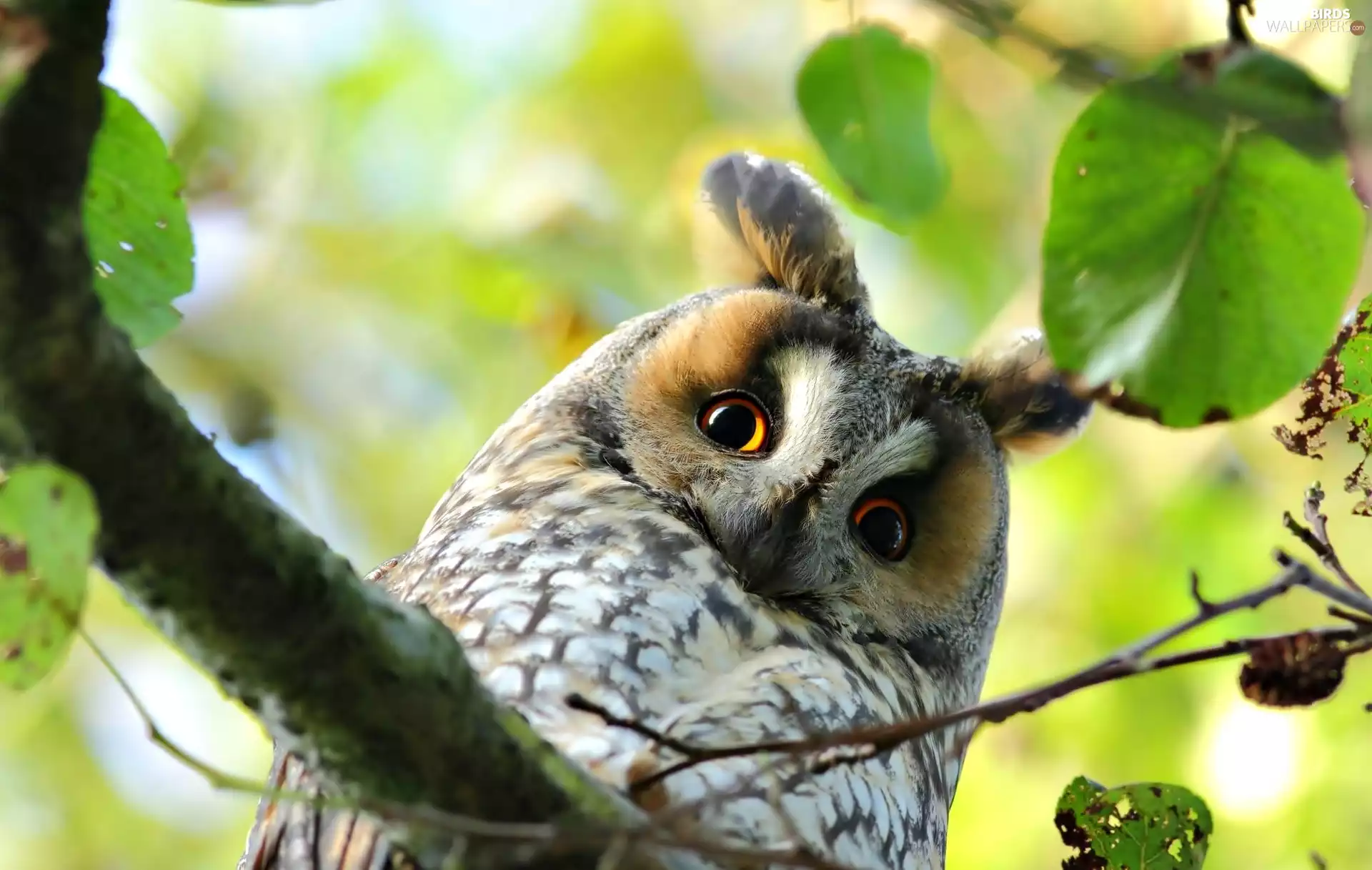 Leaf, Owl Ear, trees