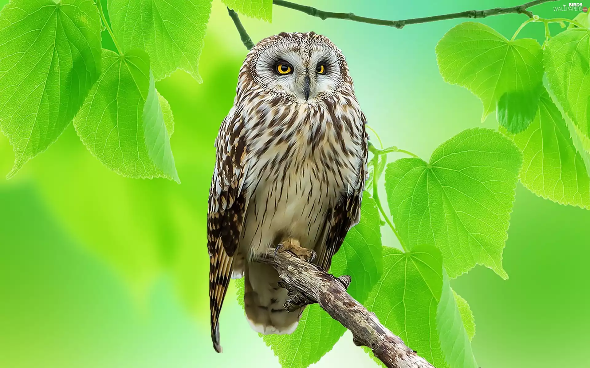 owl, trees, Leaf, eagle-owl