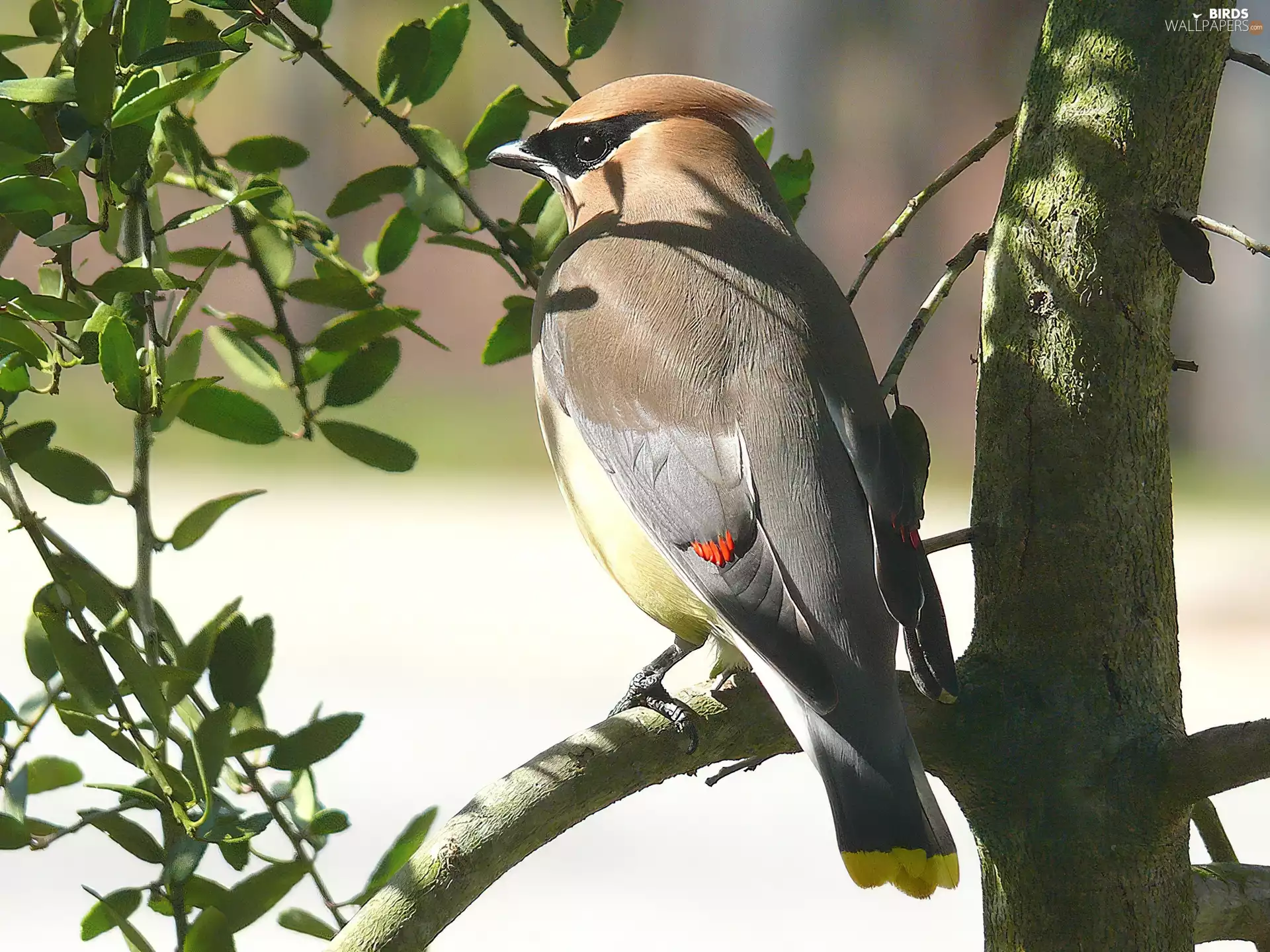Leaf, Cedar Waxwing, trees