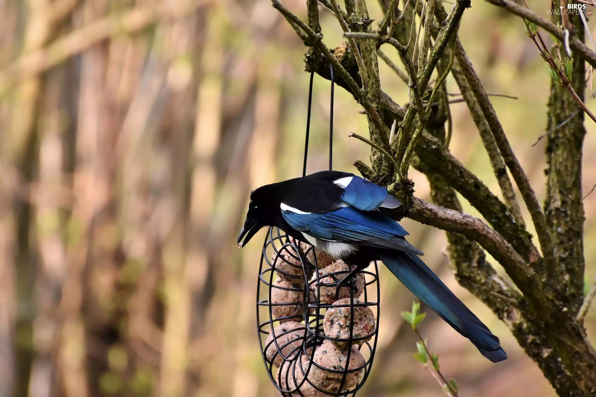 trees, Bird, magpie