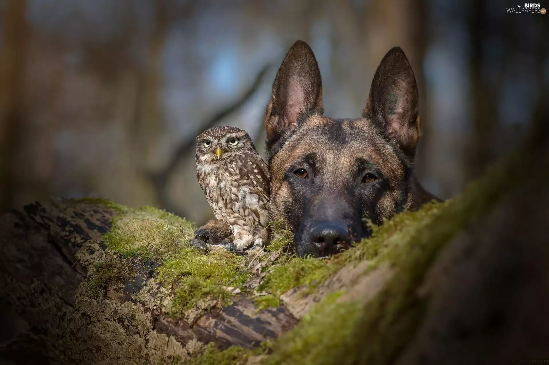 owl, trees, Moss, German Shepherd