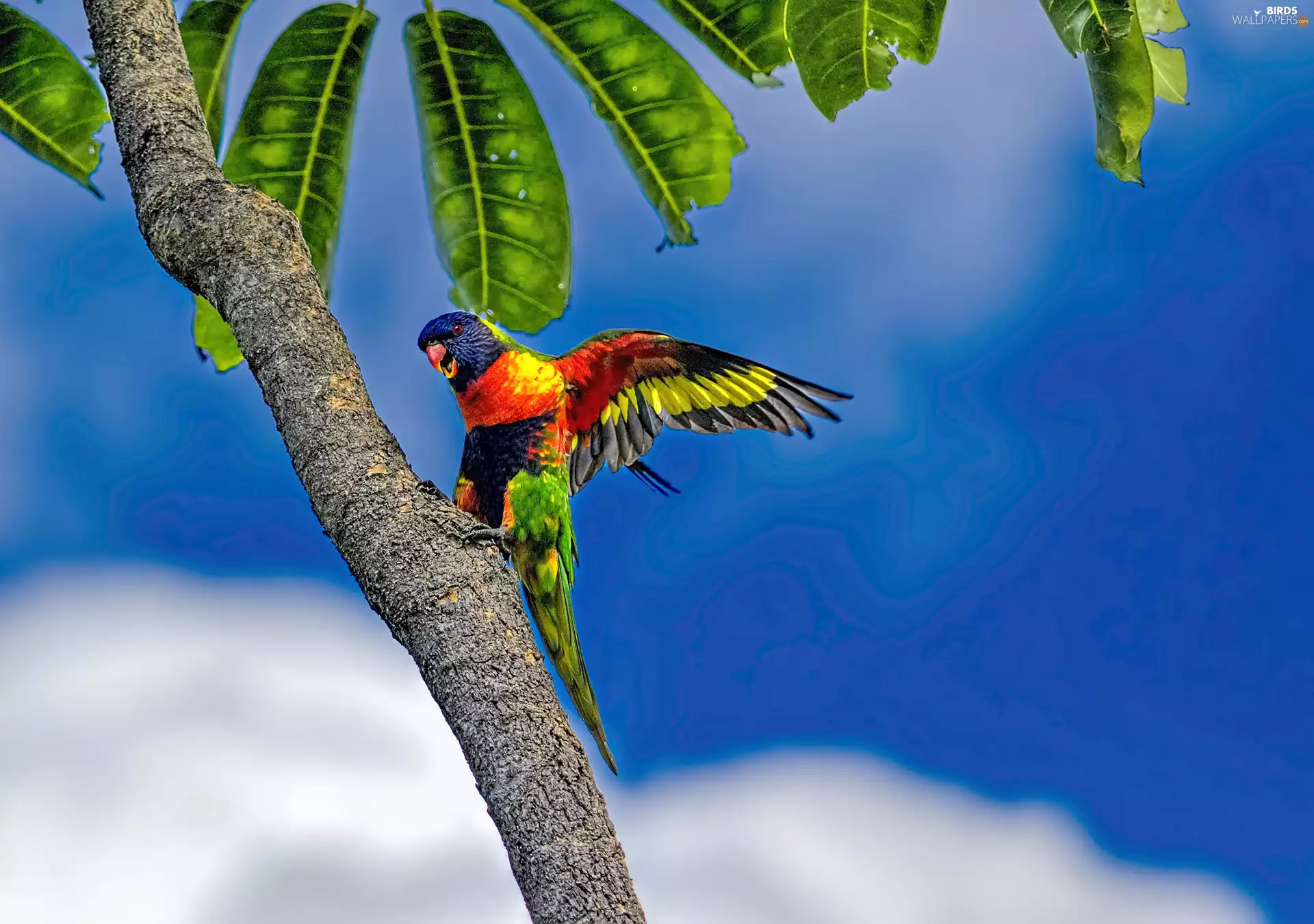 Mountain Rainbow Lorikeet, trees