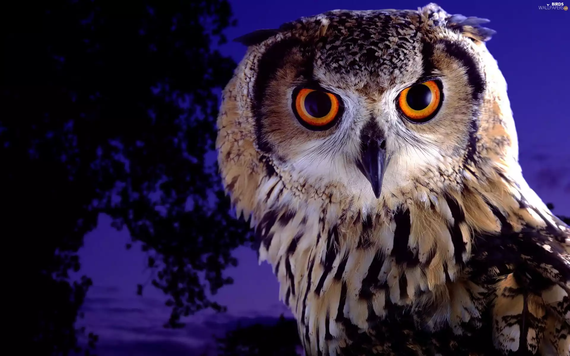 owl, trees, Night, eagle-owl