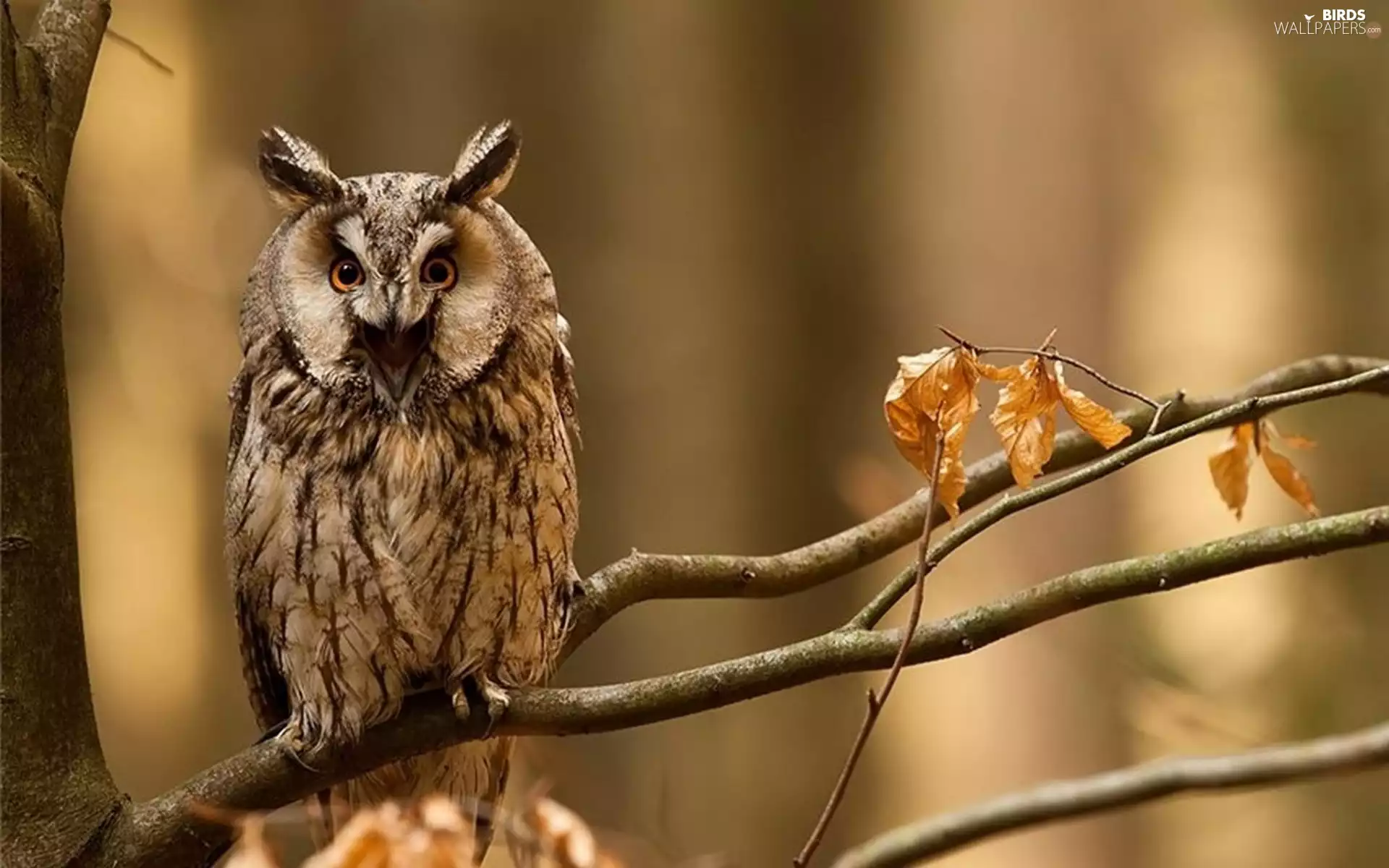 owl, forest, autumn, trees