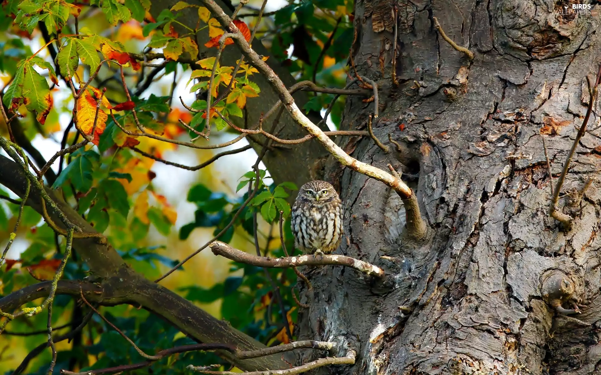 owl, Leaf, branches, trees