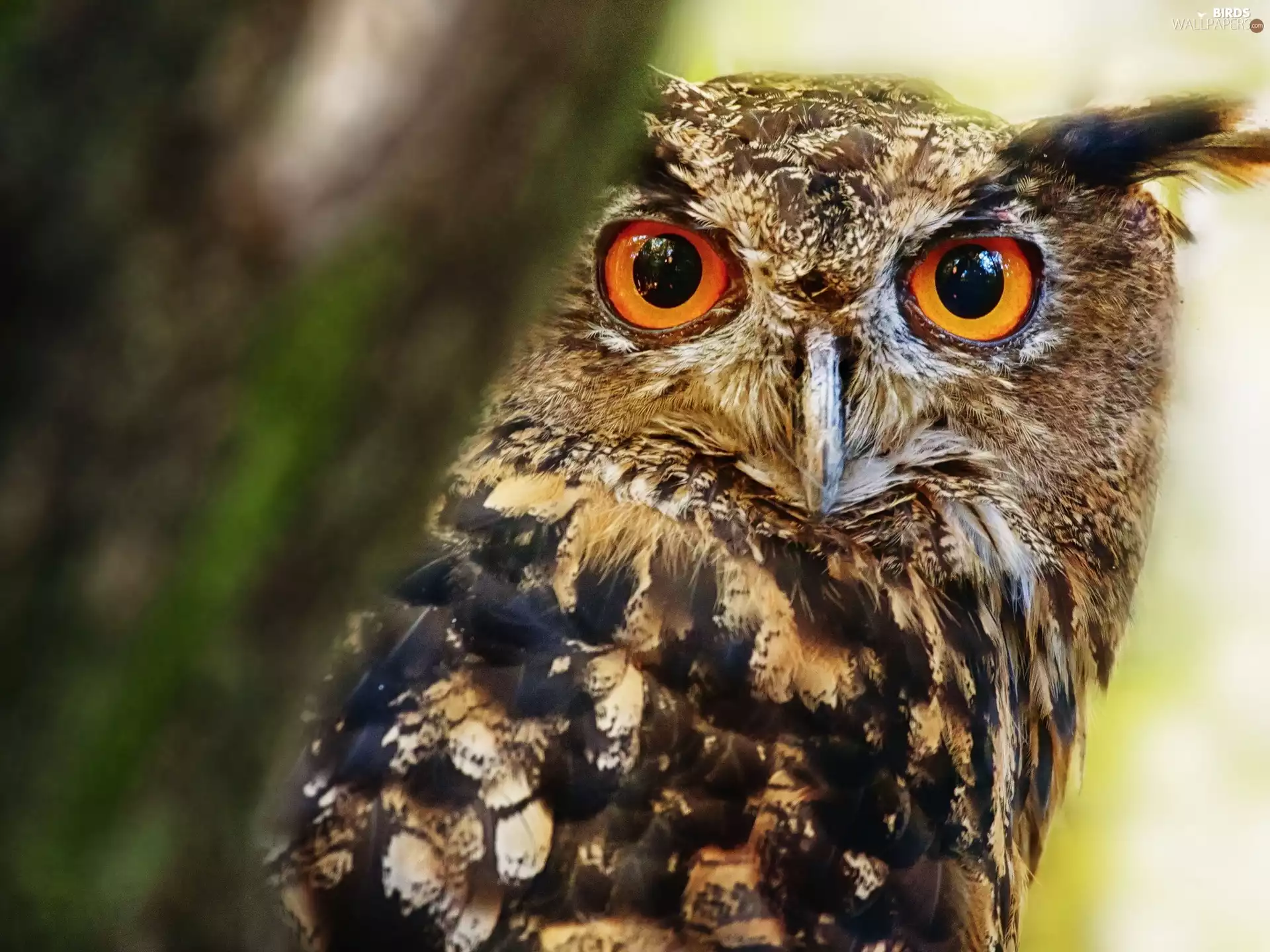 trees, eagle-owl