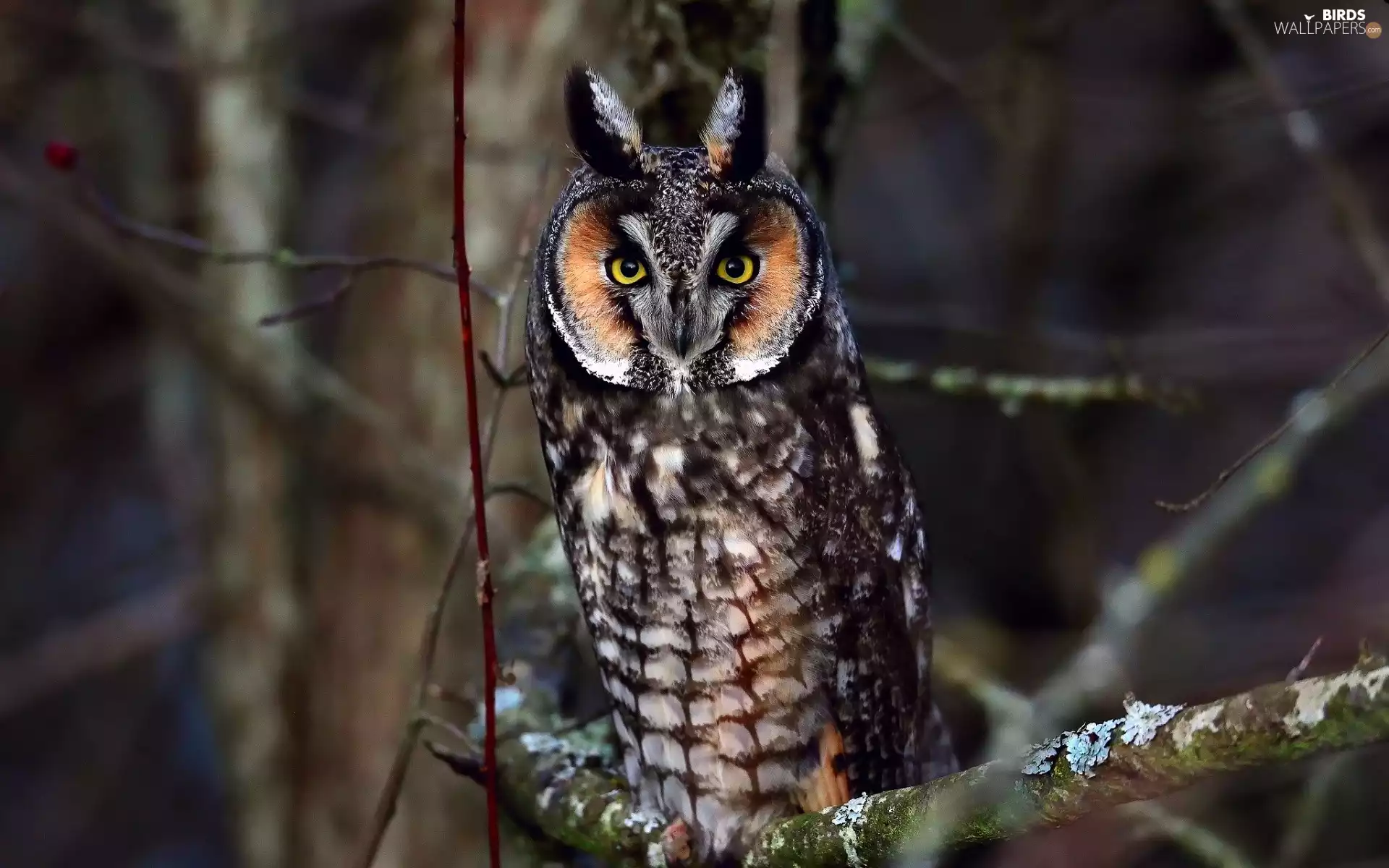 owl, viewes, Night, trees