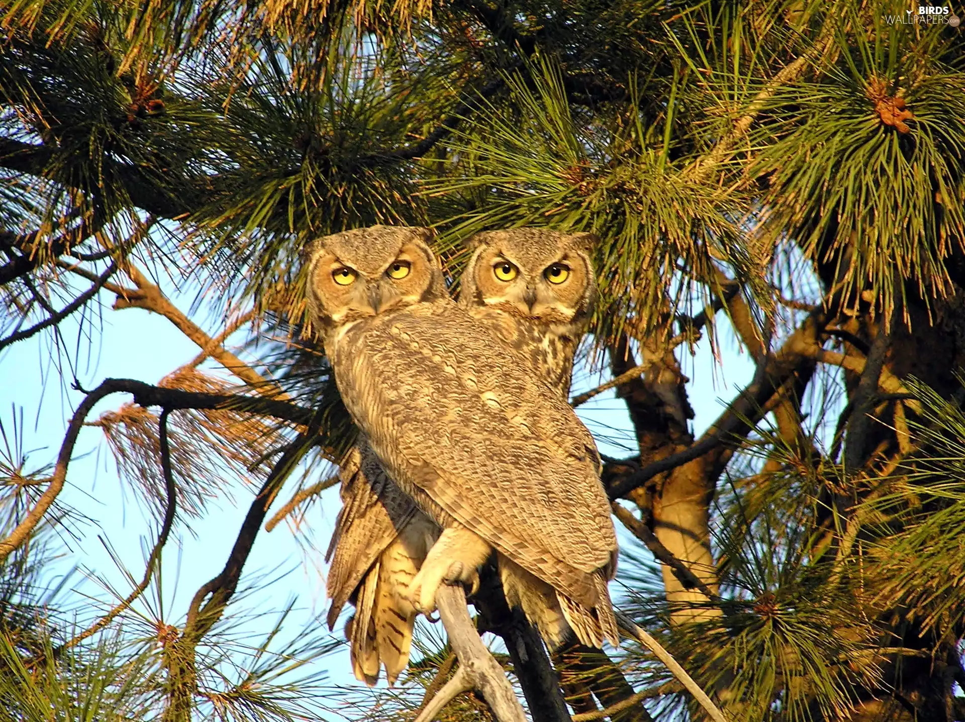 trees, Owls