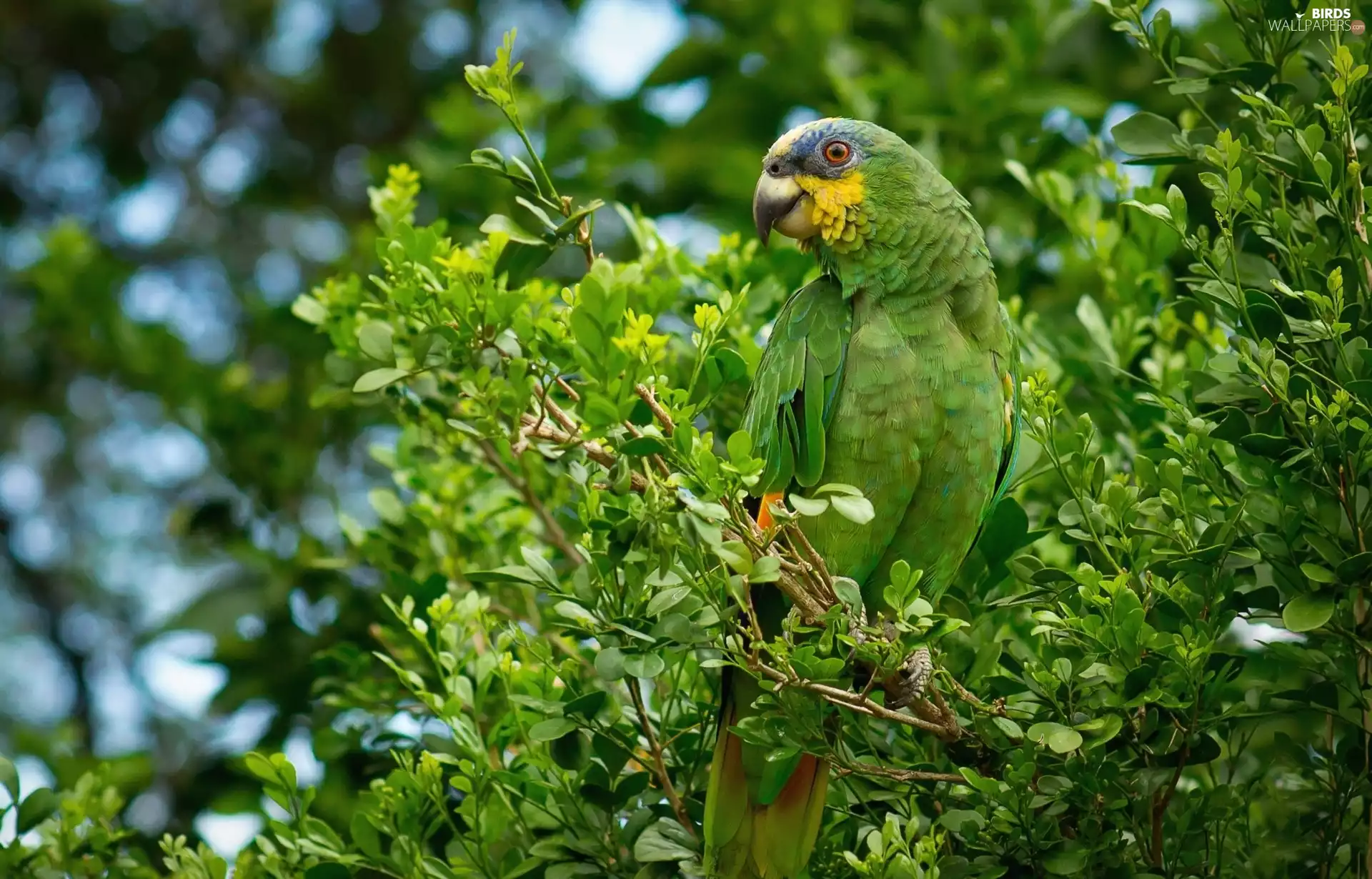 trees, Green, parrot