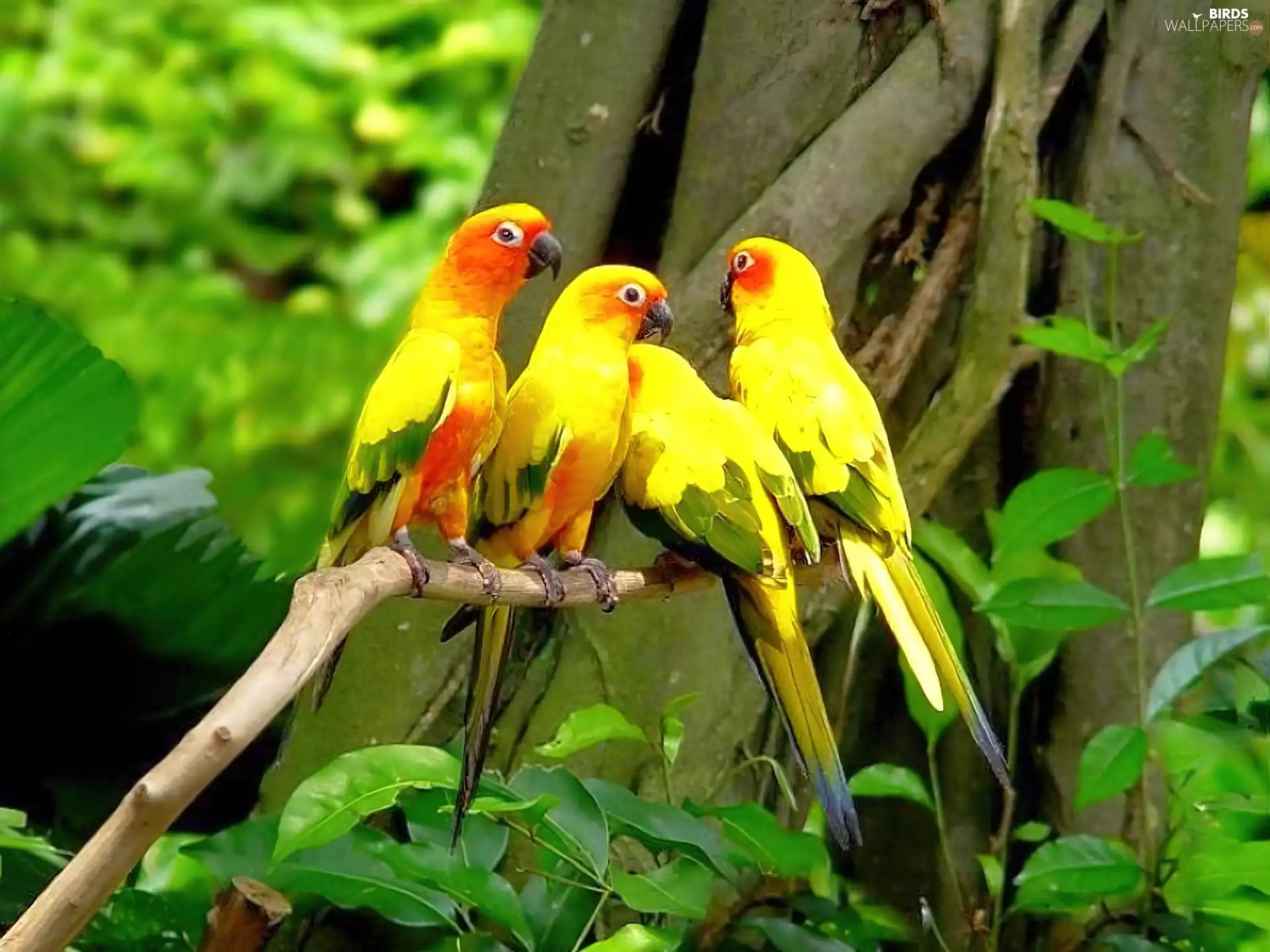 trees, color, Parrots