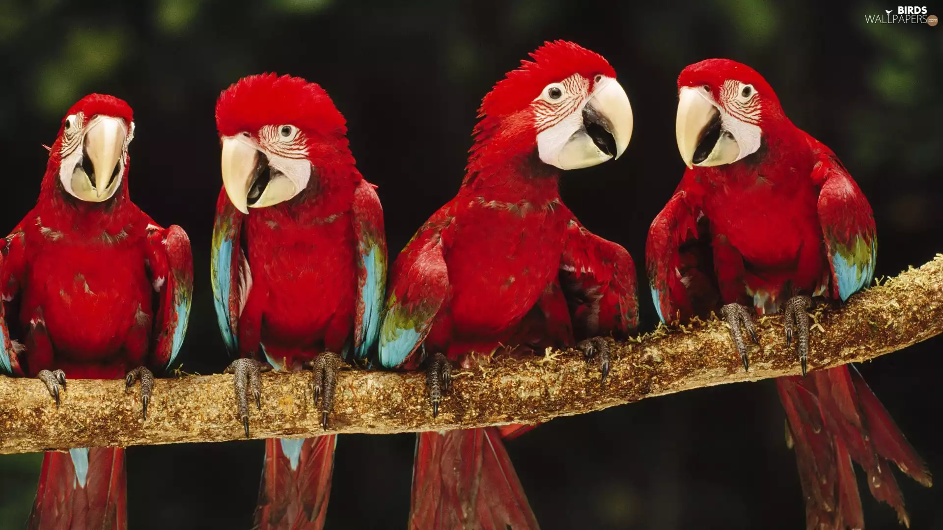 trees, four, Parrots