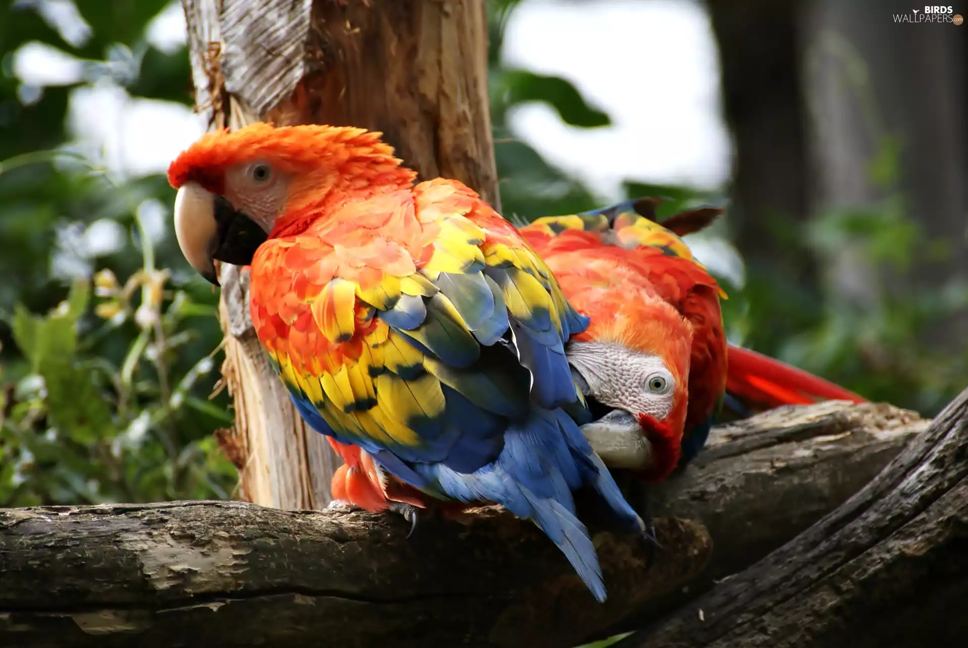 trees, Two, Parrots