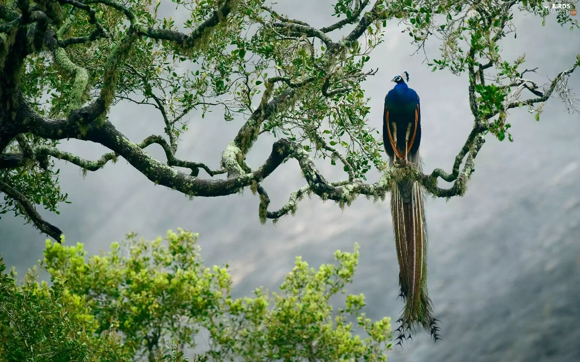 trees, peacock