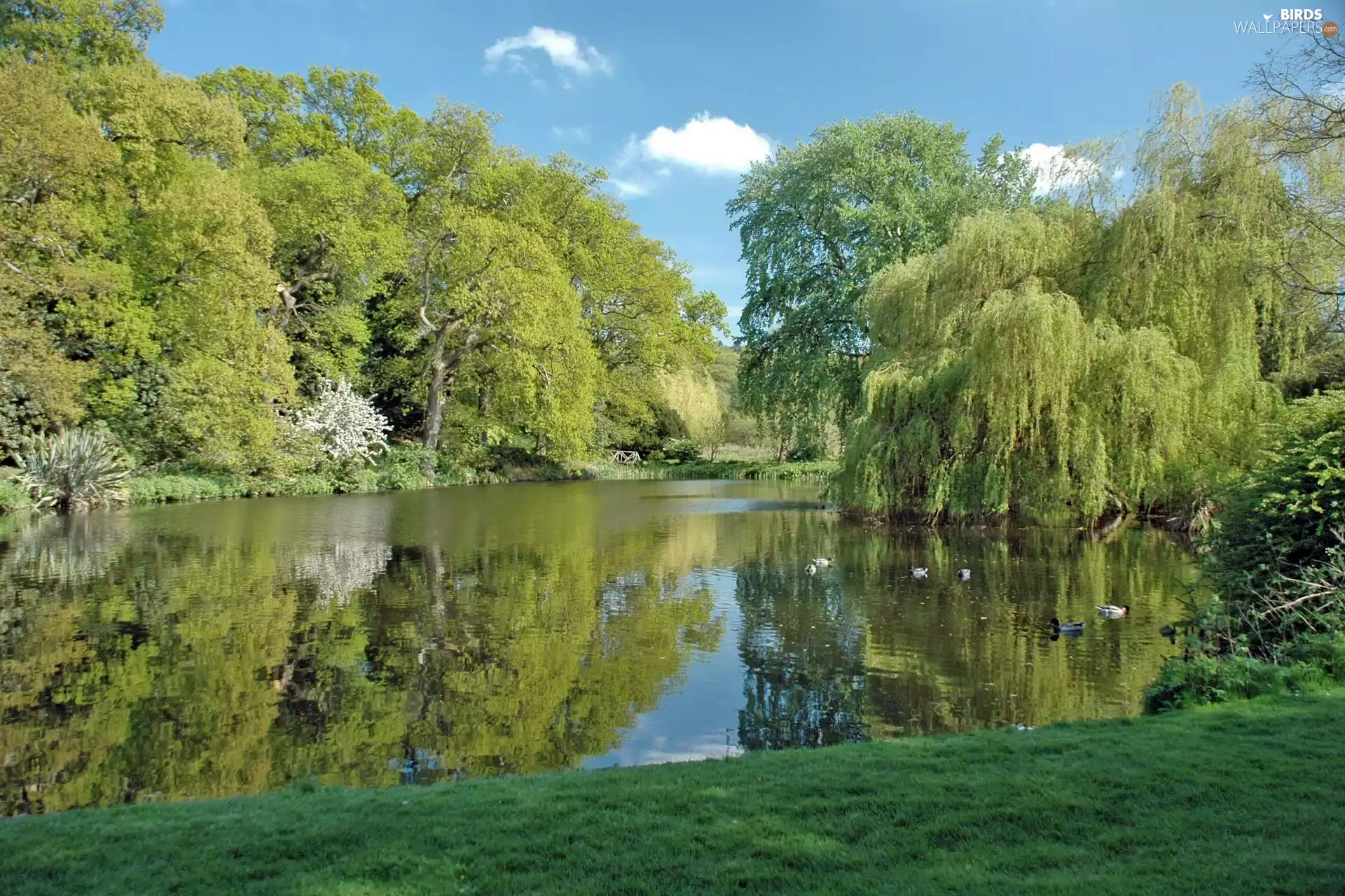 River, viewes, ducks, trees