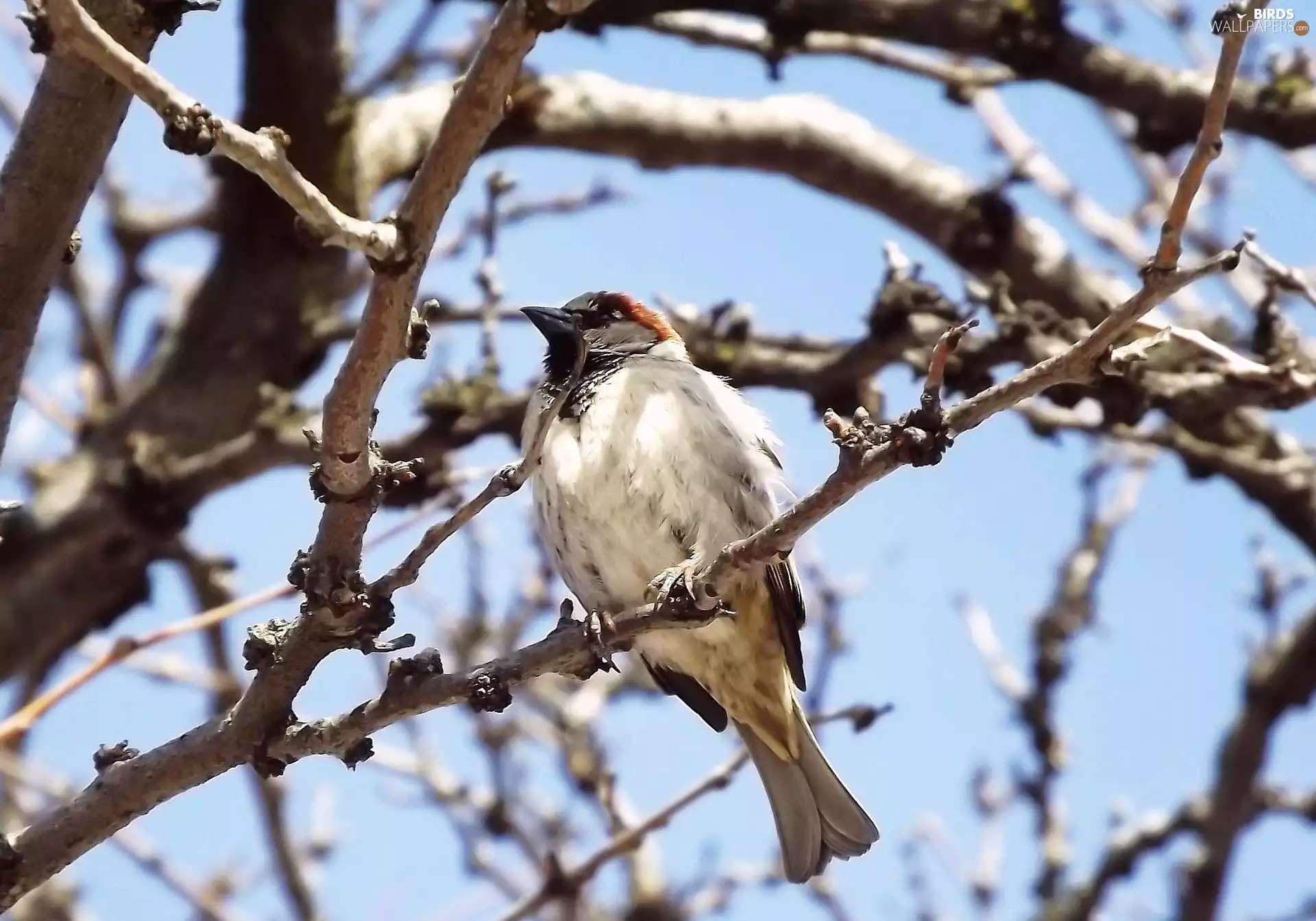 trees, Bird, sparrow