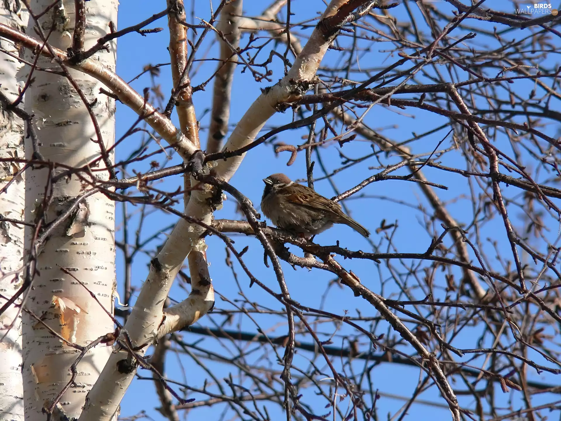 trees, Bird, sparrow