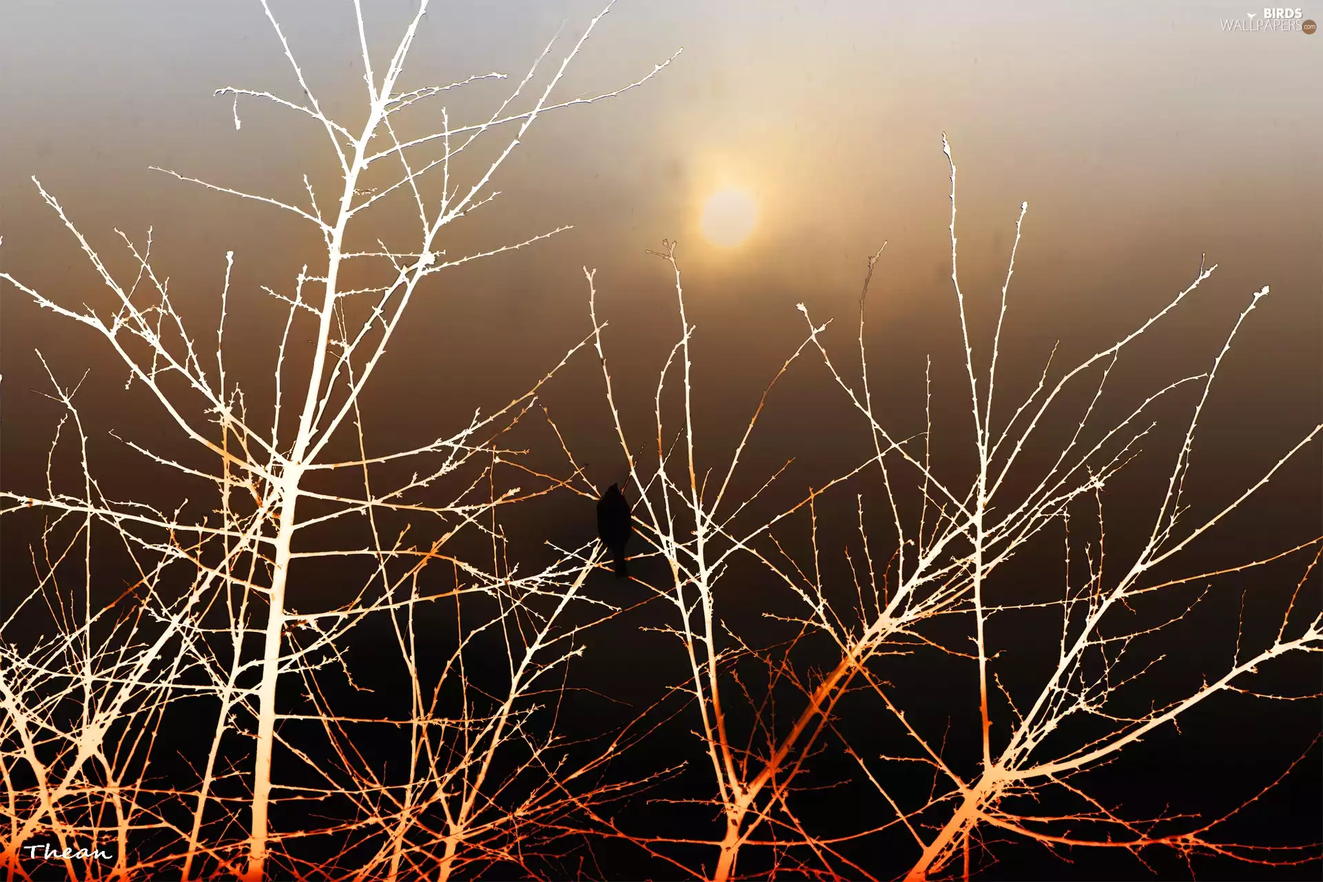 sparrow, viewes, graphics, trees