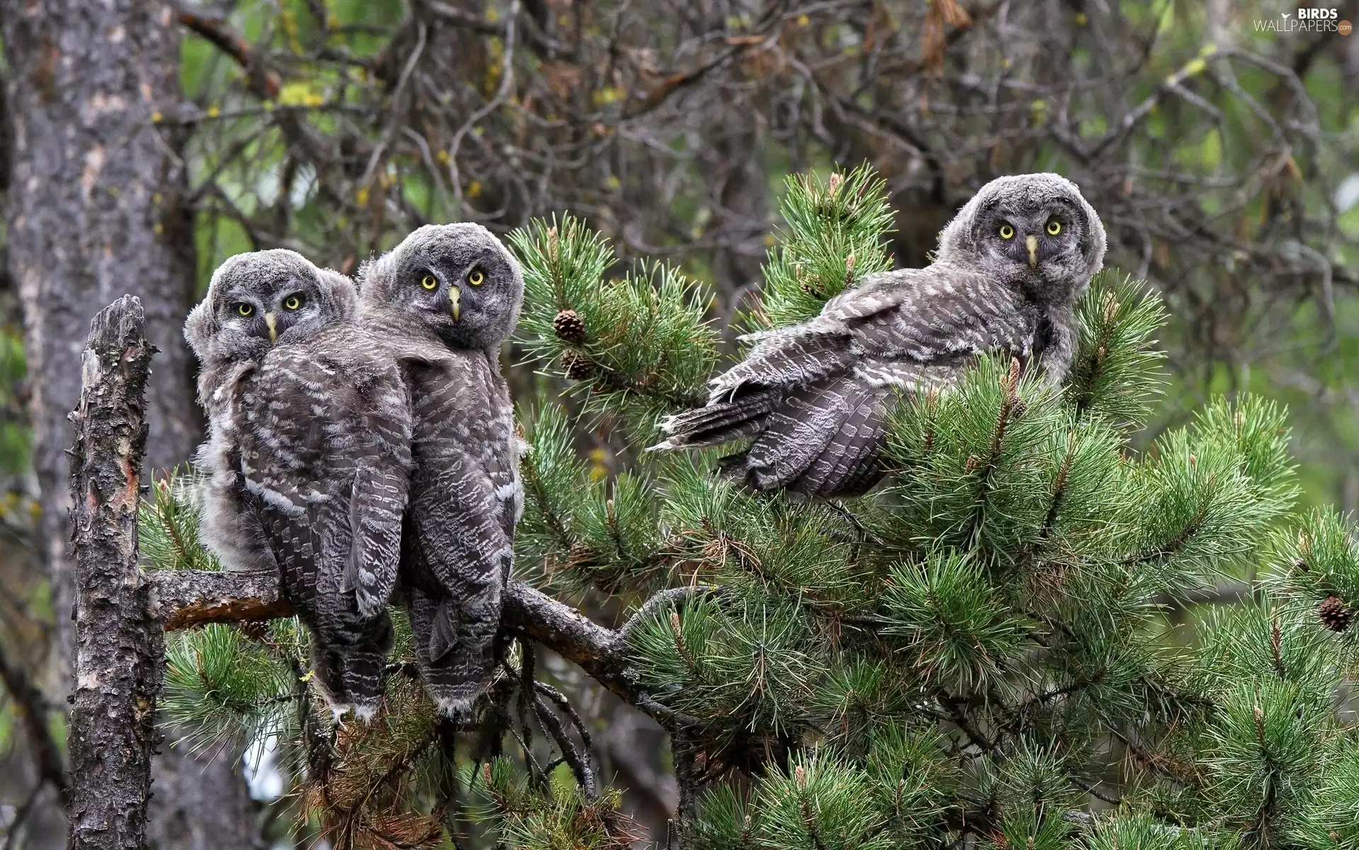 trees, Owls, Tengmalm