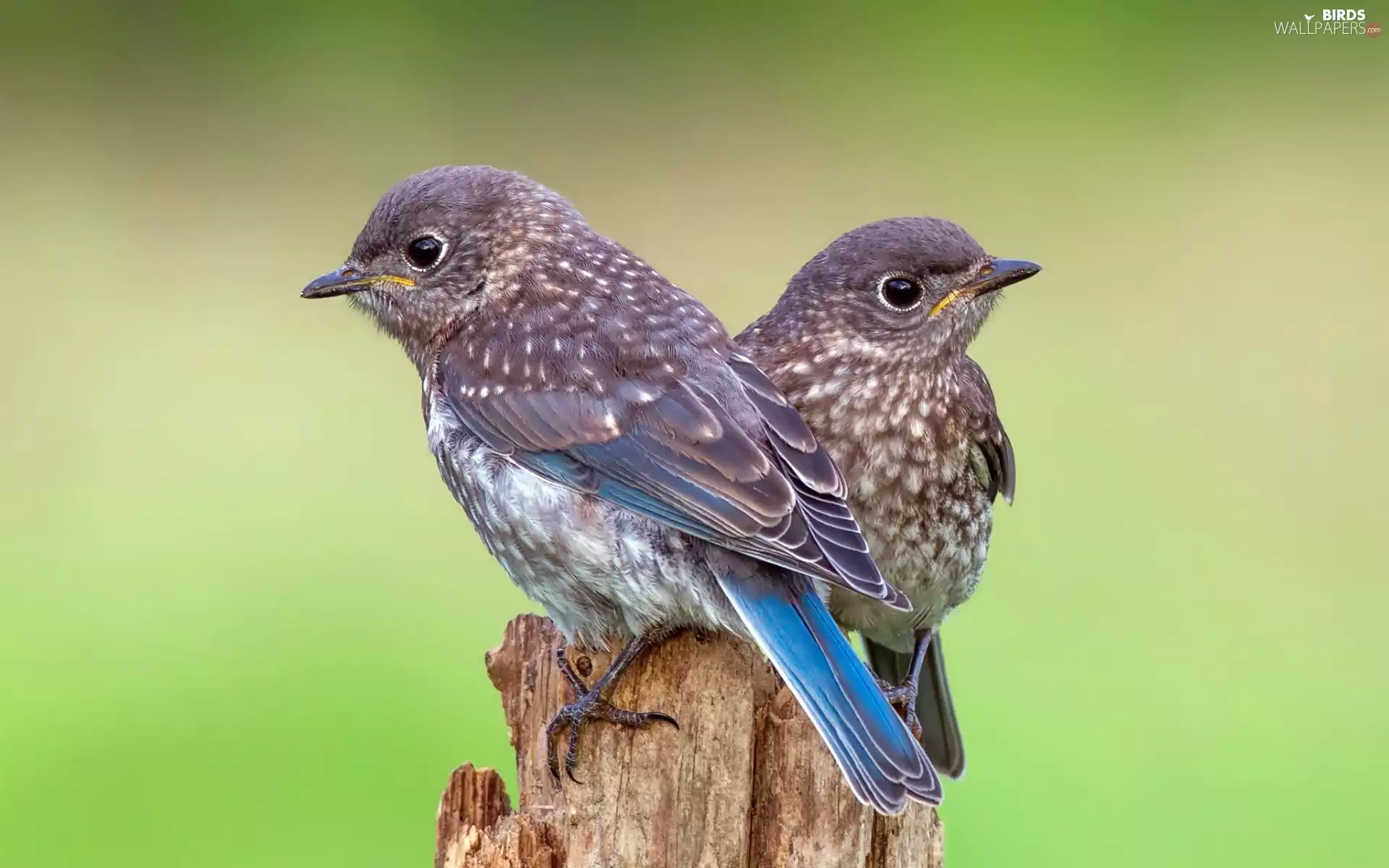 DBZ, Sialia, Thrushes, trees, For family, birds