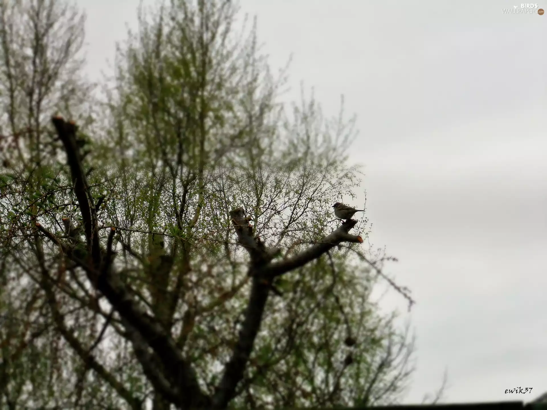 trees, sparrow, Truncated