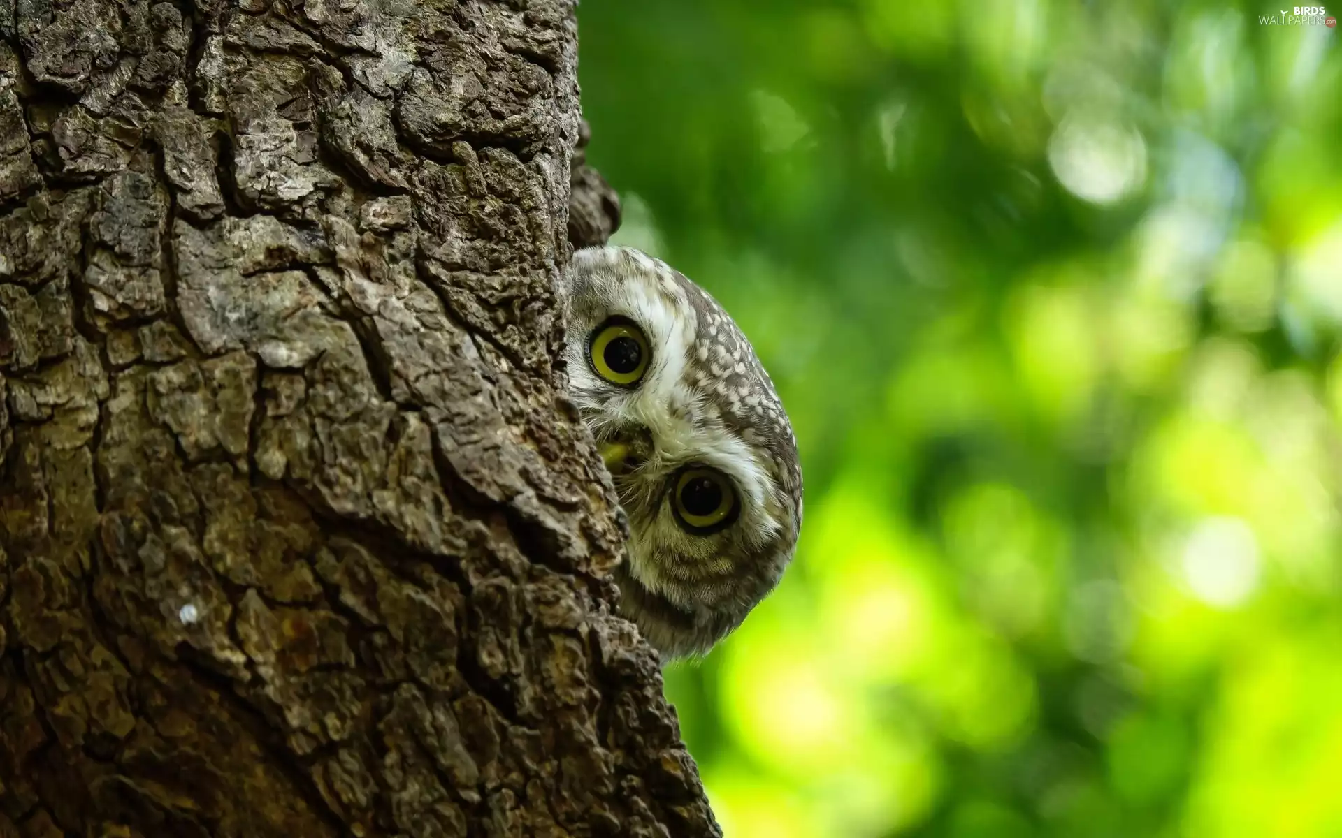 owl, trees, trunk, Little Owl