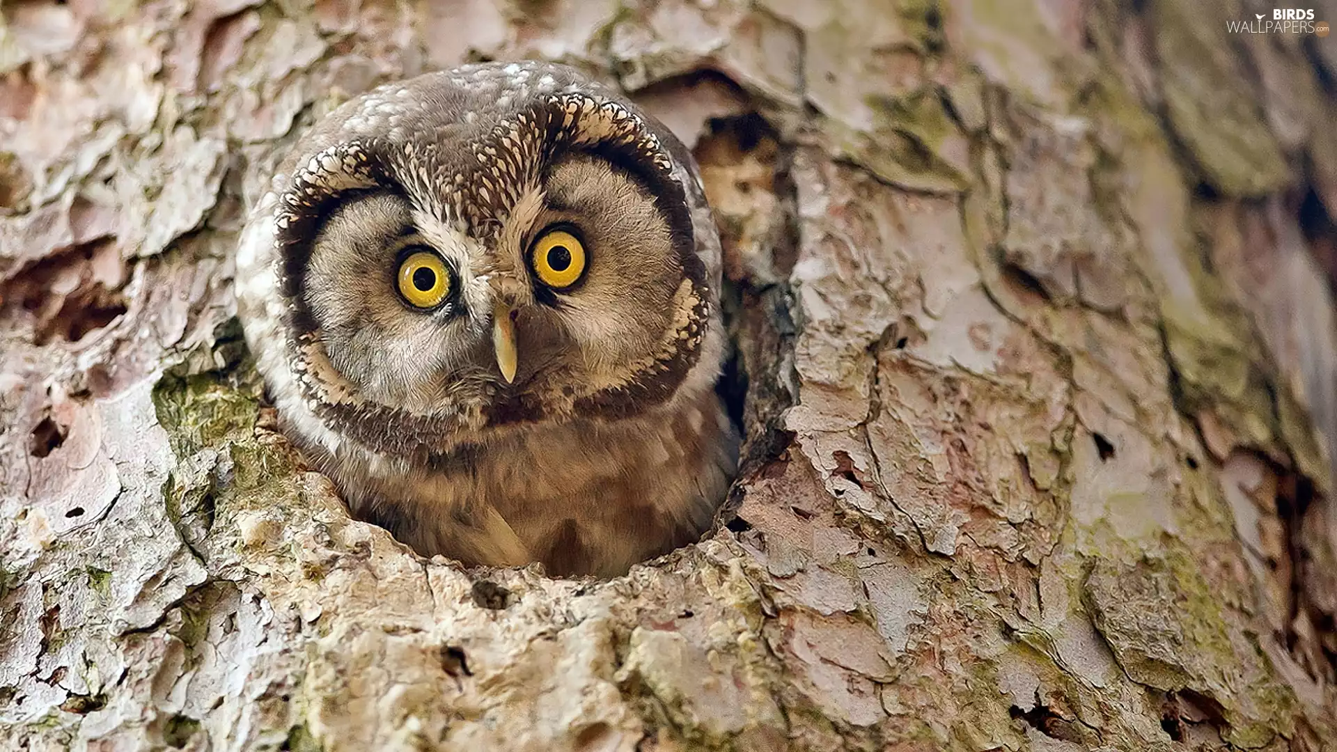 trunk, viewes, owl, trees