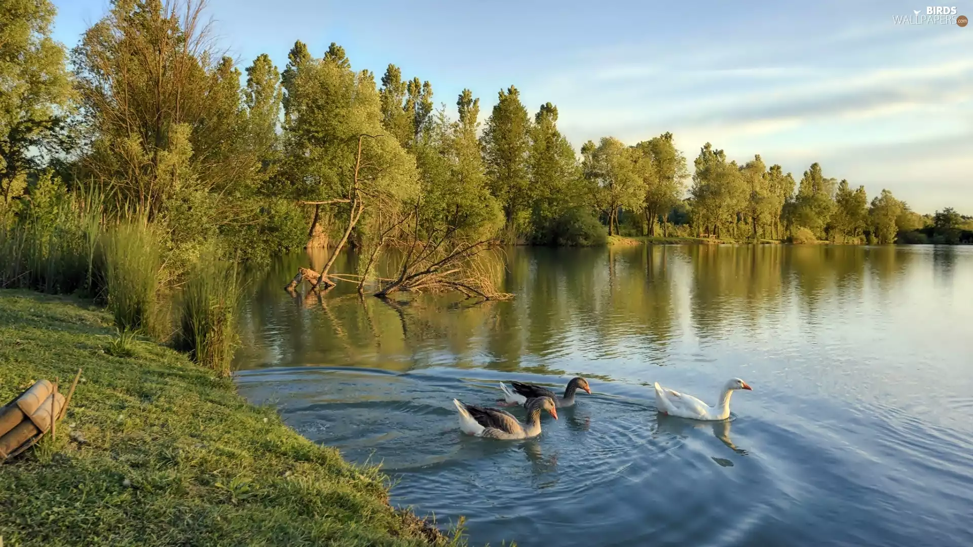 geese, trees, viewes, Pond - car
