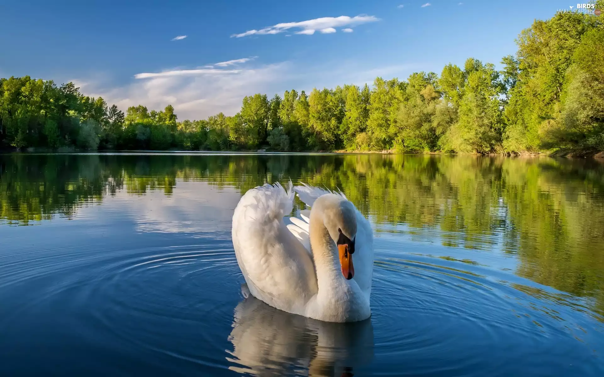 Swans, trees, viewes, Pond - car